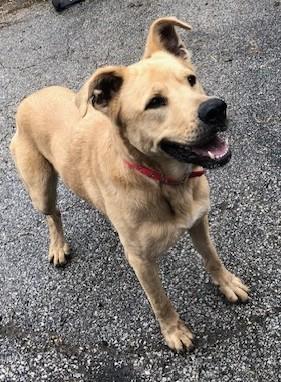 Charm, Adult Female Mixed Breed