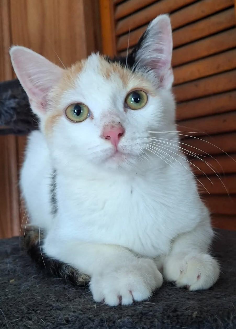 Enlarge Grace, a Adoptable Calico in Beckley, WV image 1/2