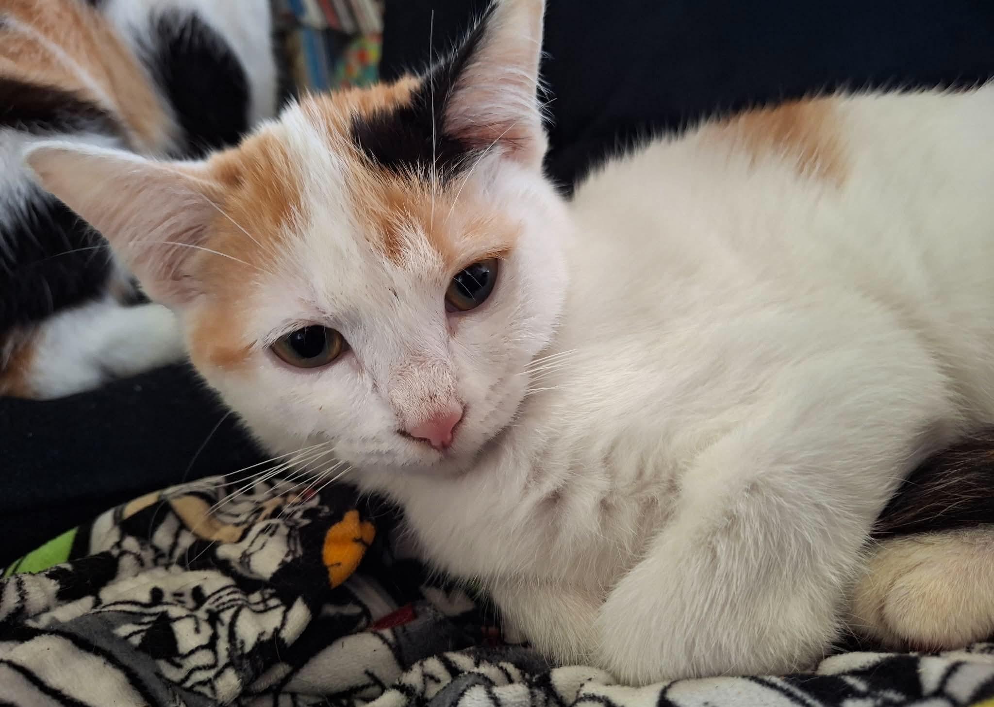 Enlarge Grace, a Adoptable Calico in Beckley, WV image 2/2