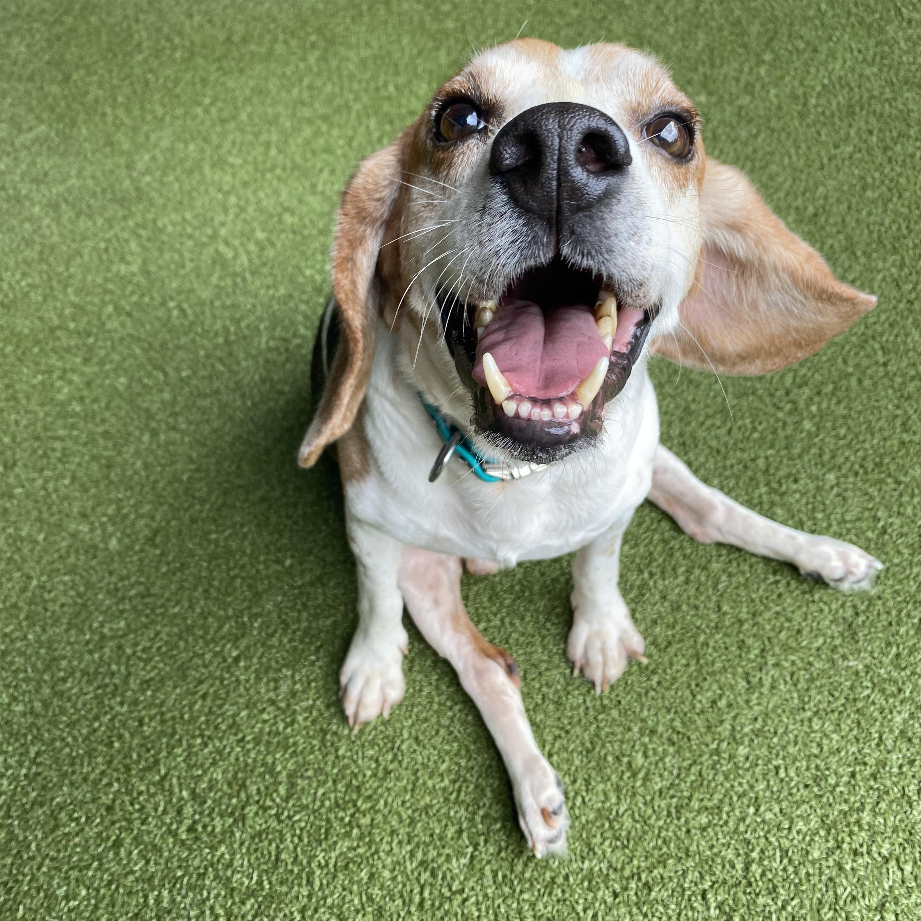 Bagel the Beagle, a Adoptable Beagle image 2/4