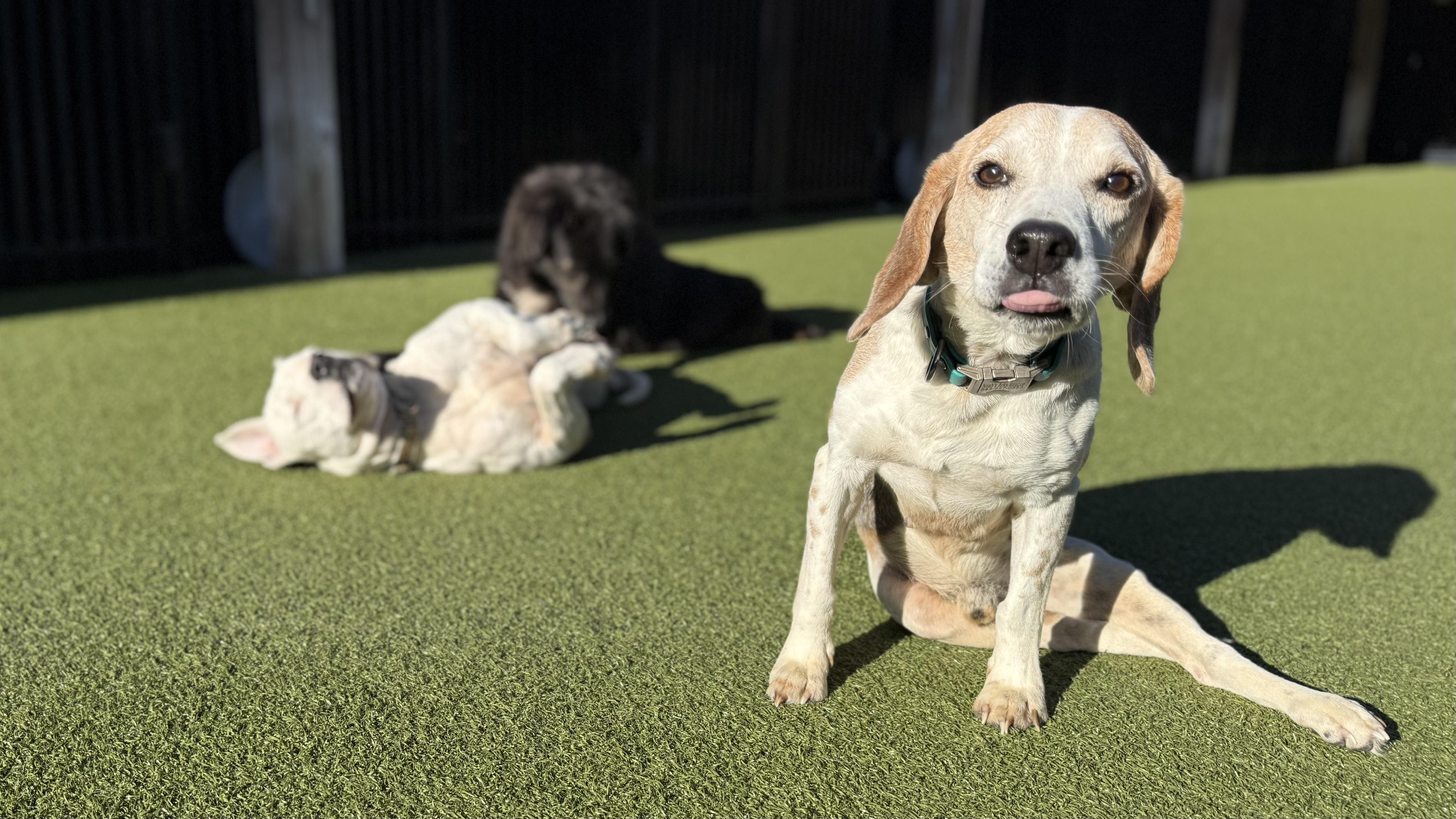 Enlarge BAGEL, a Adoptable Beagle in Ridgeland, SC image 4/5