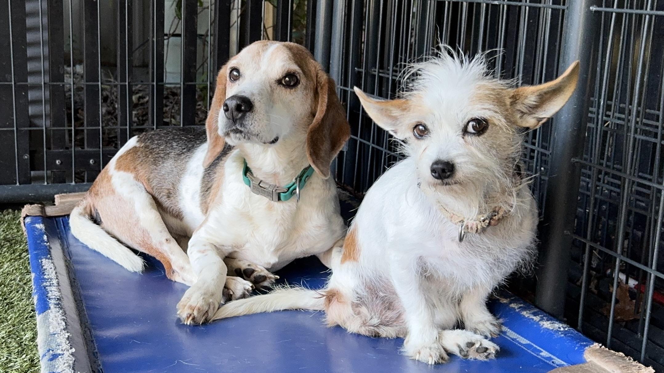 Enlarge BAGEL, a Adoptable Beagle in Ridgeland, SC image 3/5