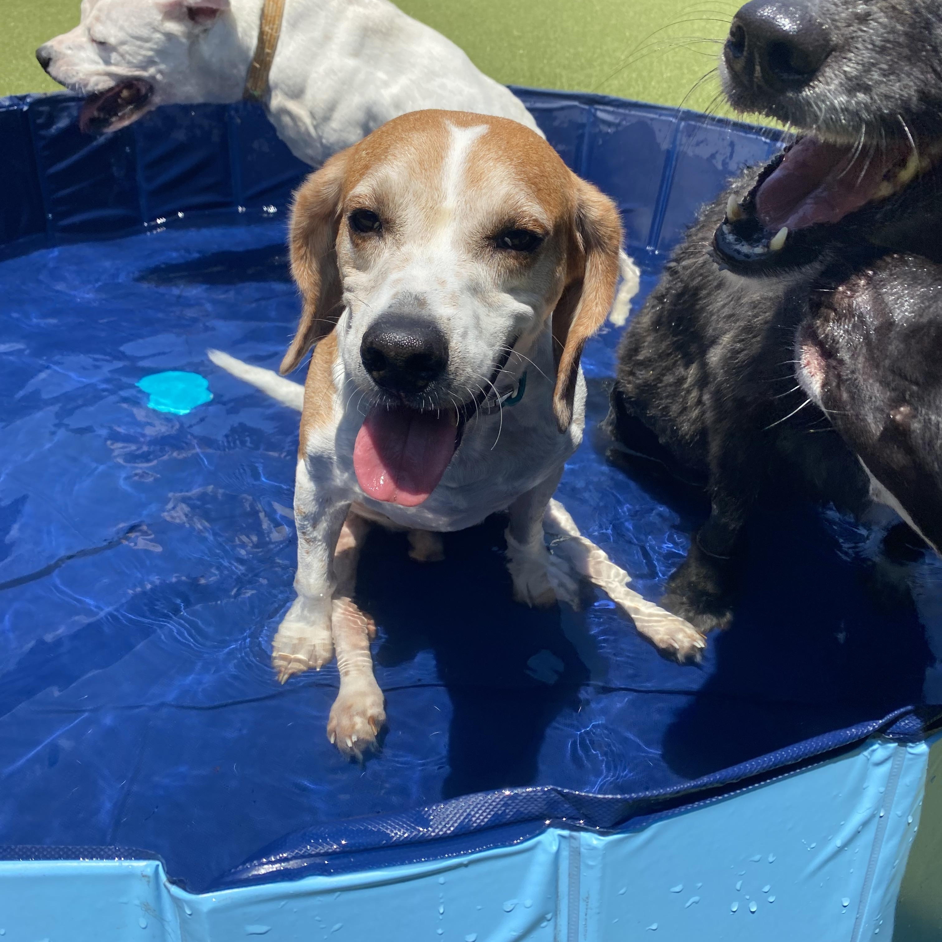 Bagel the Beagle, a Adoptable Beagle image 3/4