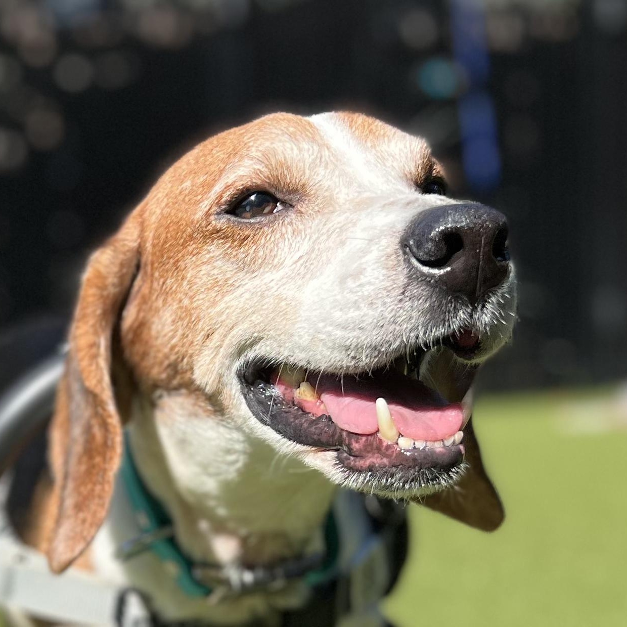 Enlarge BAGEL, a Adoptable Beagle in Ridgeland, SC image 1/6