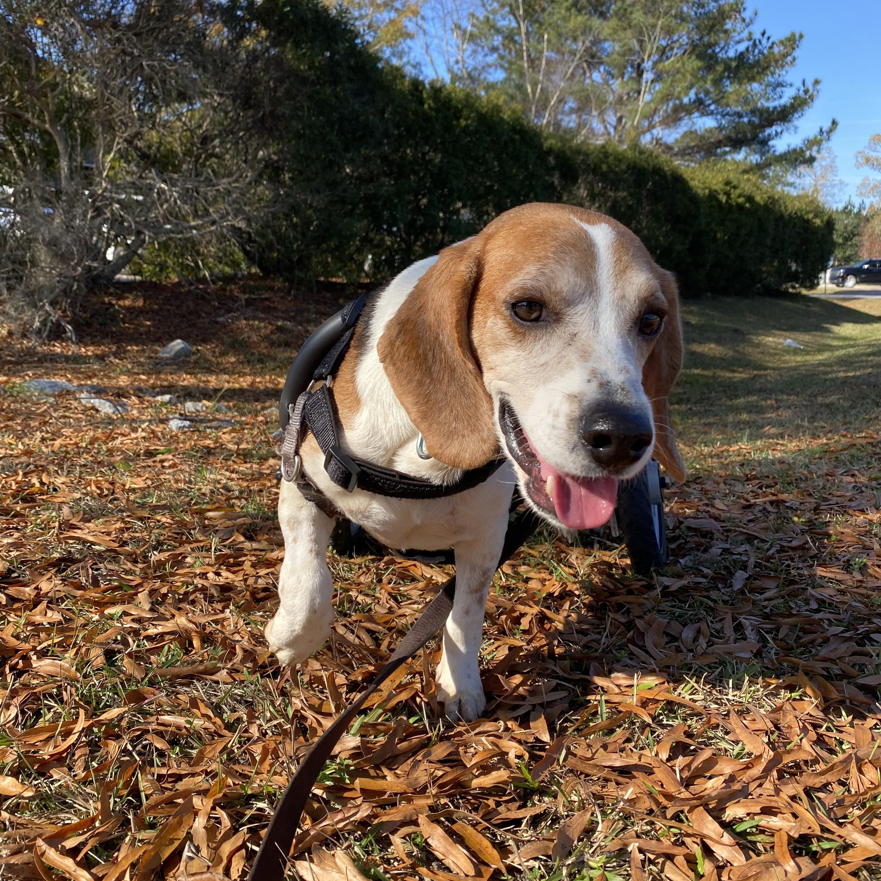 Bagel the Beagle, a Adoptable Beagle image 4/4