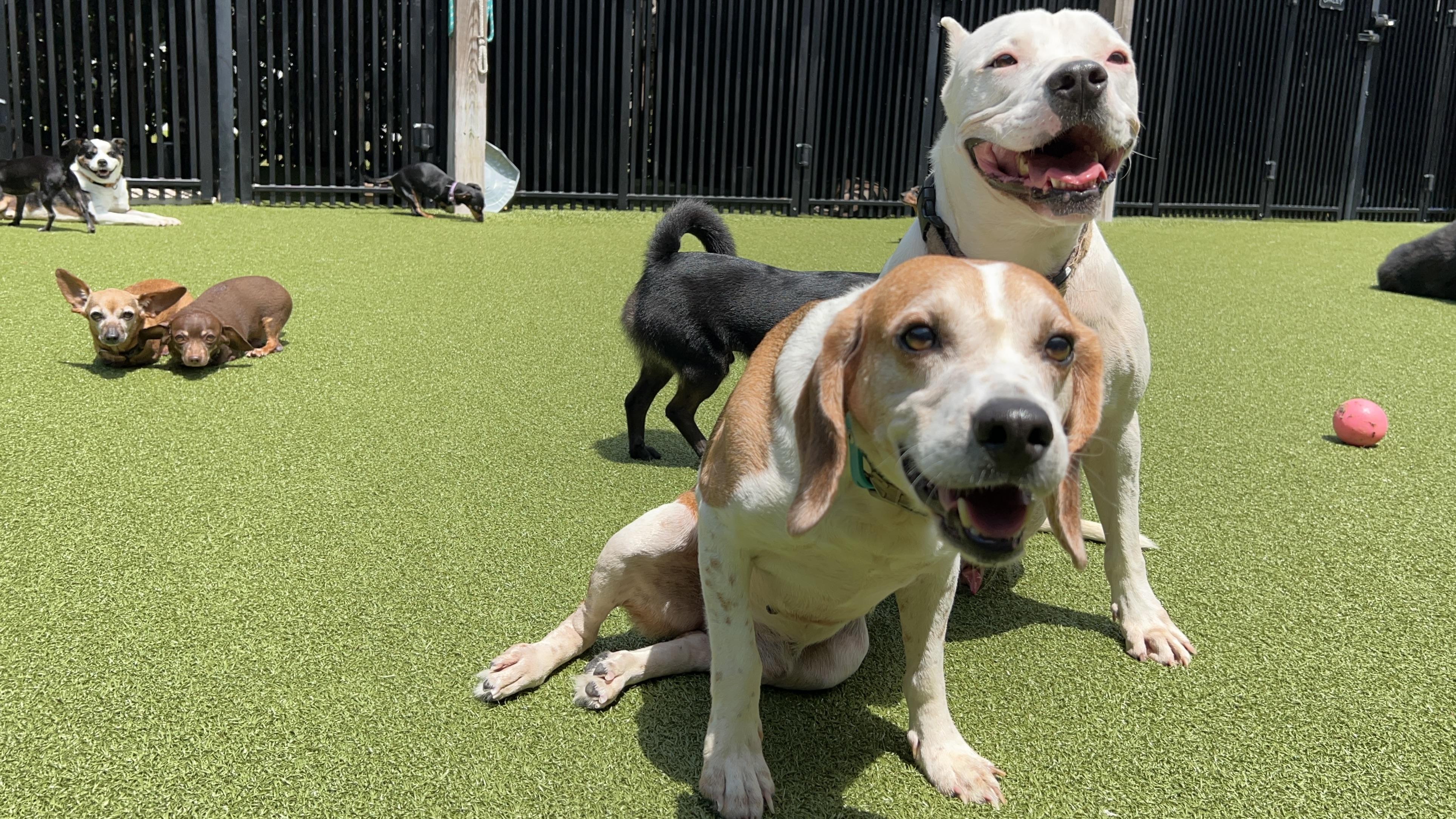Enlarge BAGEL, a Adoptable Beagle in Ridgeland, SC image 5/6