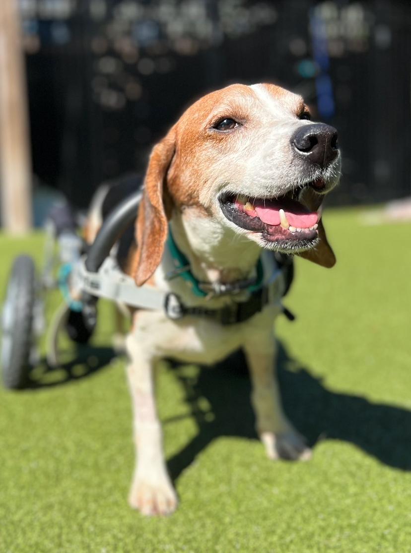 Bagel the Beagle, Adoptable, Adult Male Beagle.