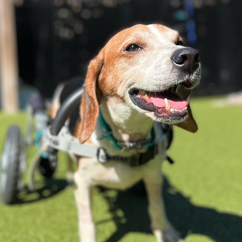 Enlarge BAGEL, a Adoptable Beagle in Ridgeland, SC image 1/5
