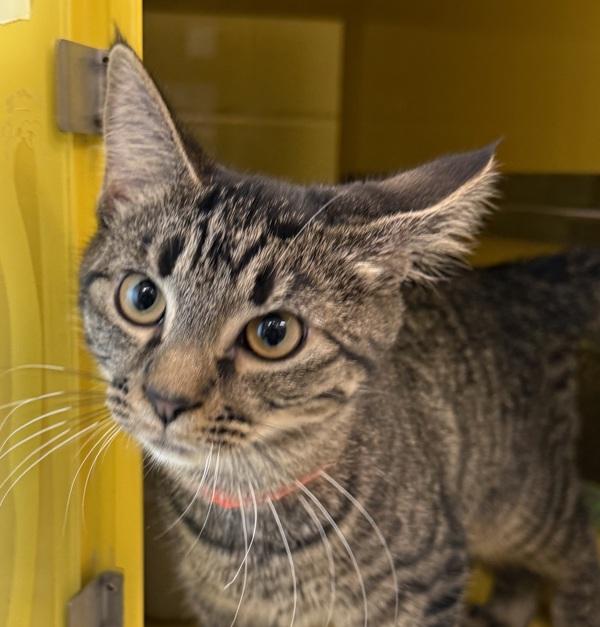 Enlarge Thumper, a Adoptable mixed breed in Golden, CO image 1/1