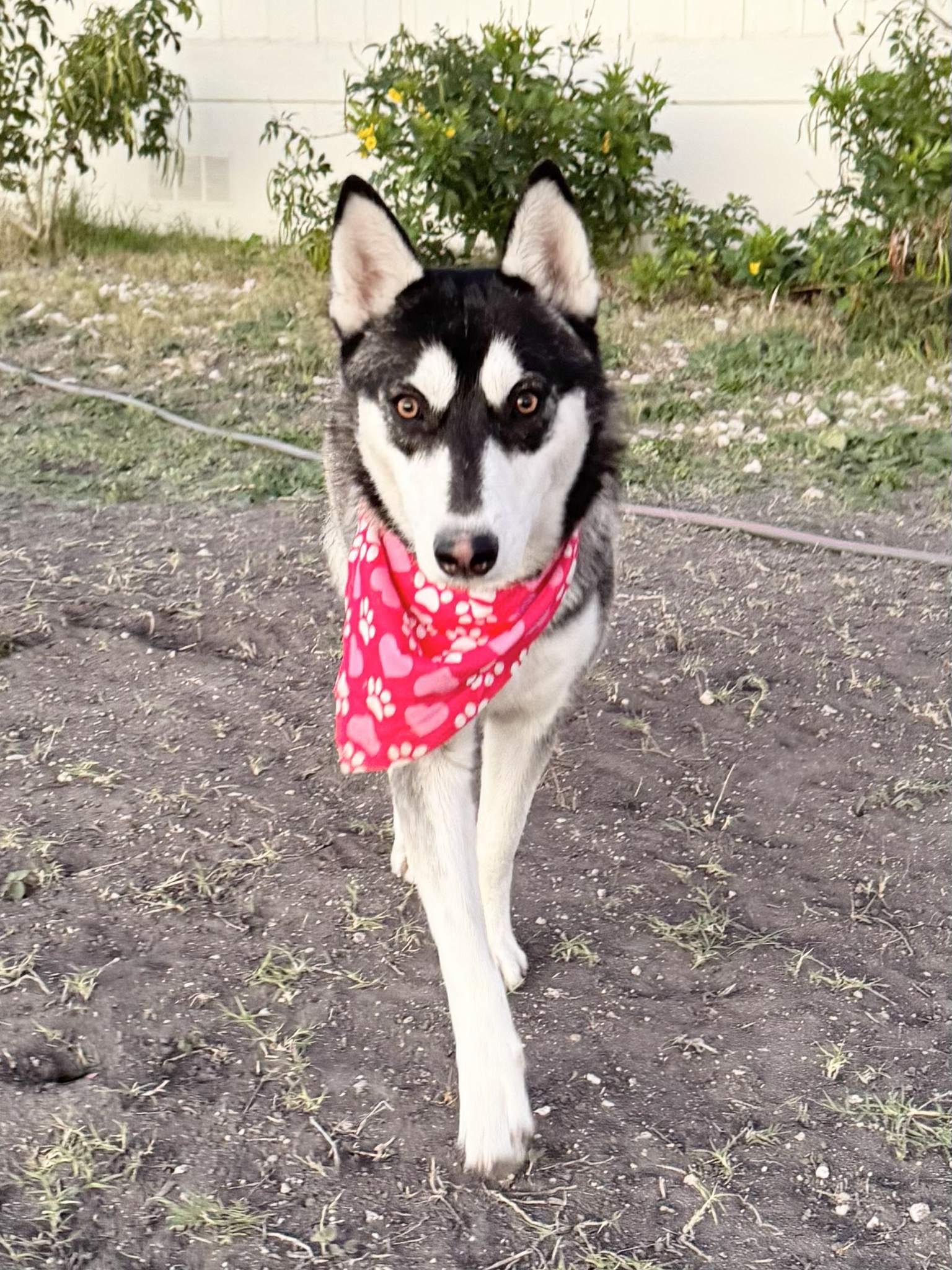 Freya — thumbnail 4