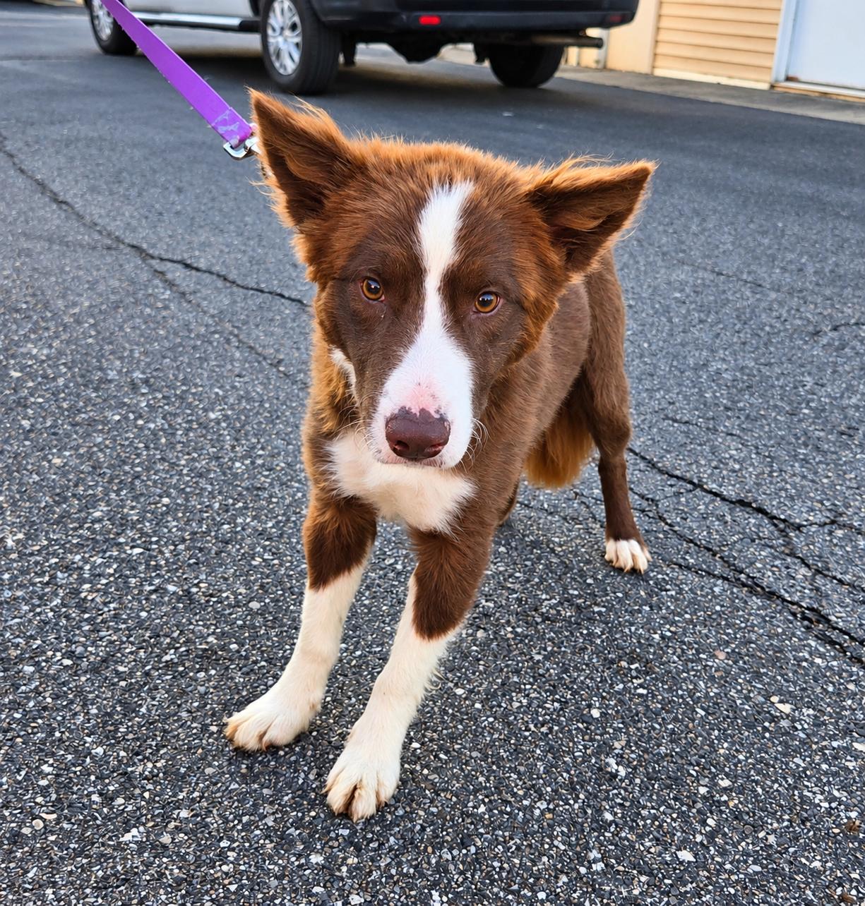 Chox, Adoptable, Adult Male Australian Shepherd.