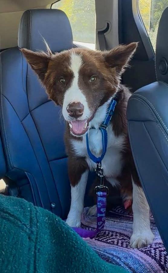 Enlarge Chox, a Adoptable mixed breed in Grand Rapids, MI image 2/3