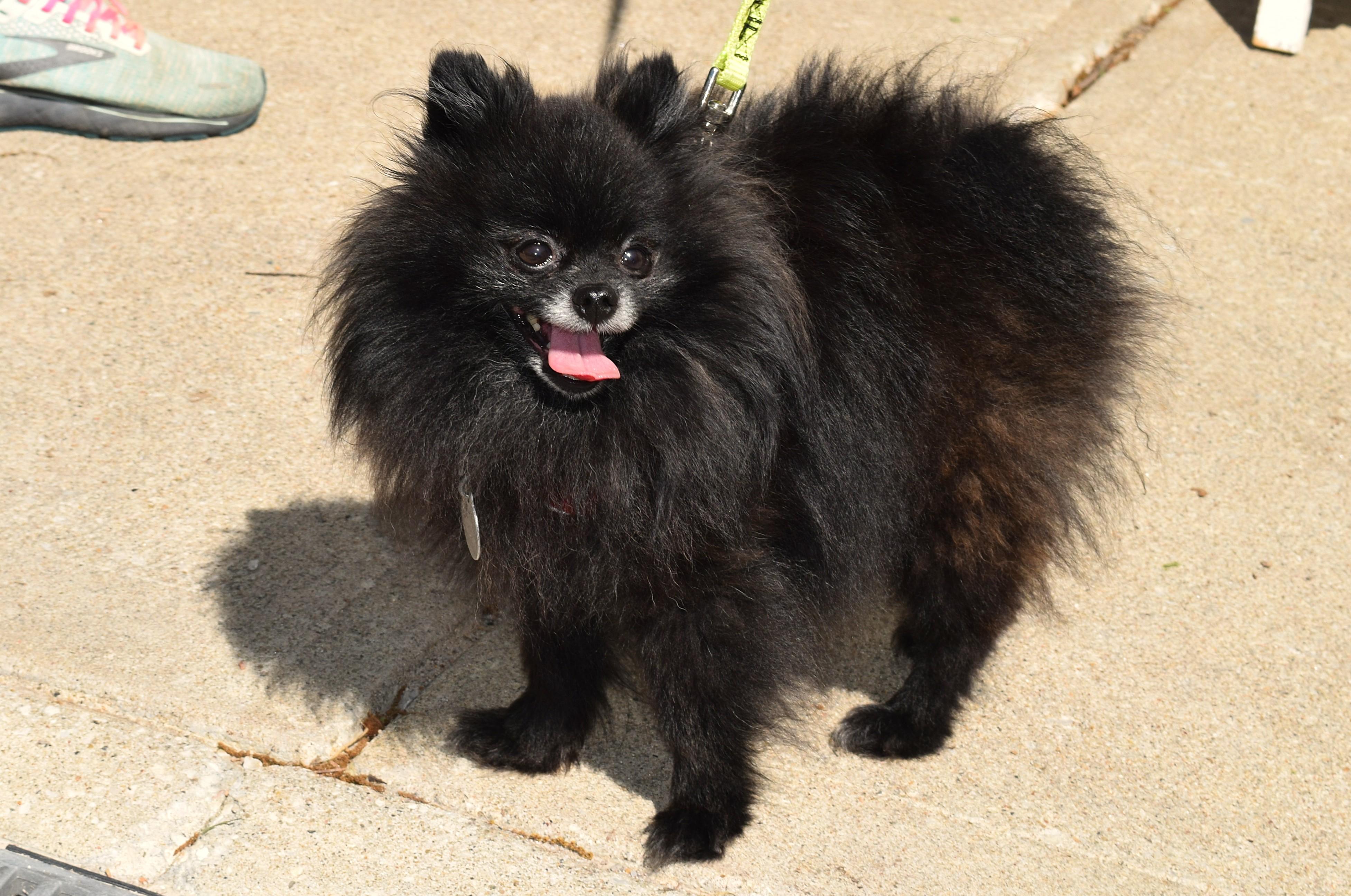 Enlarge Enzo, an adopted Pomeranian in Parkville, MO image 3/6
