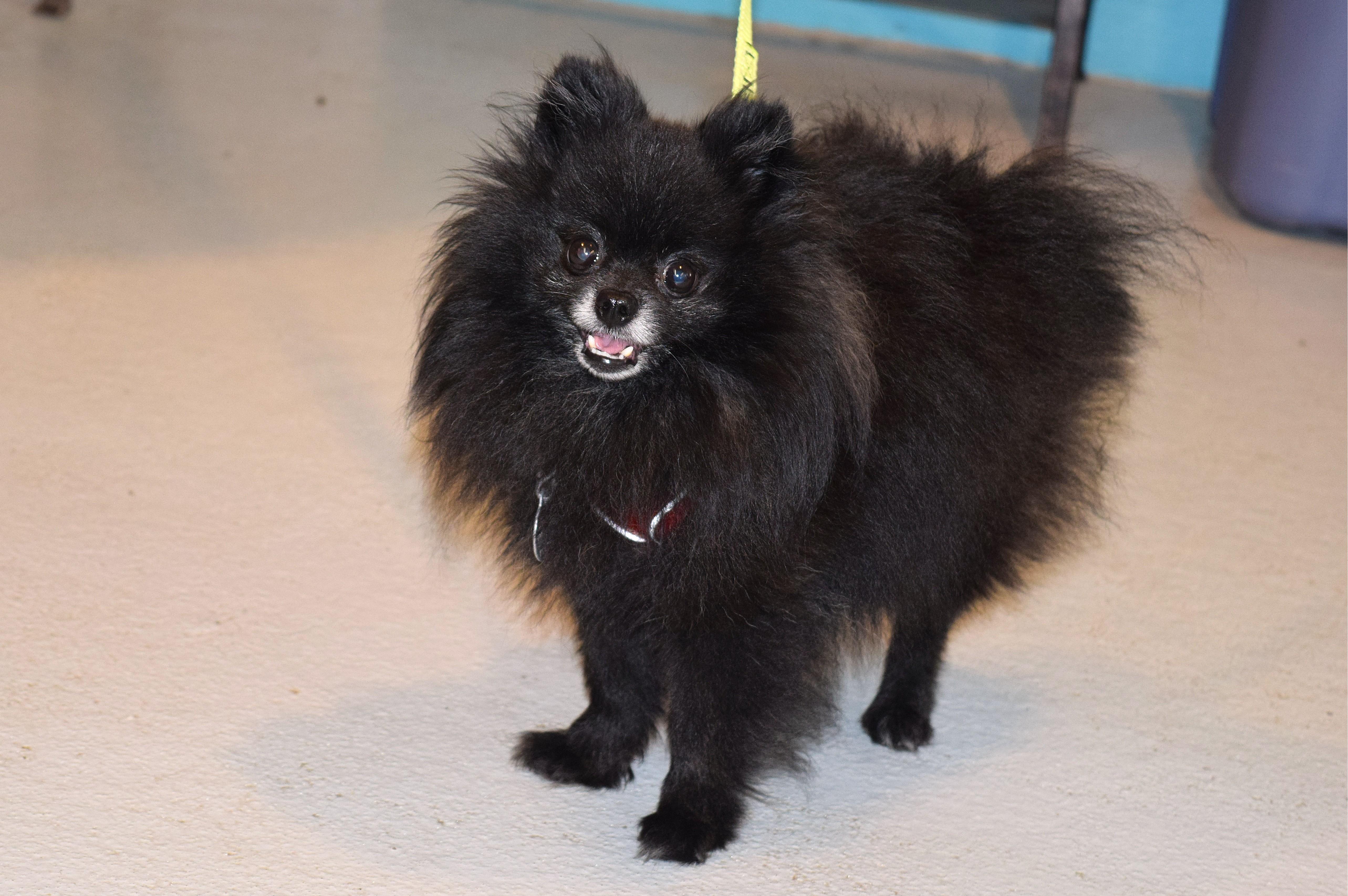 Enlarge Enzo, an adopted Pomeranian in Parkville, MO image 2/6