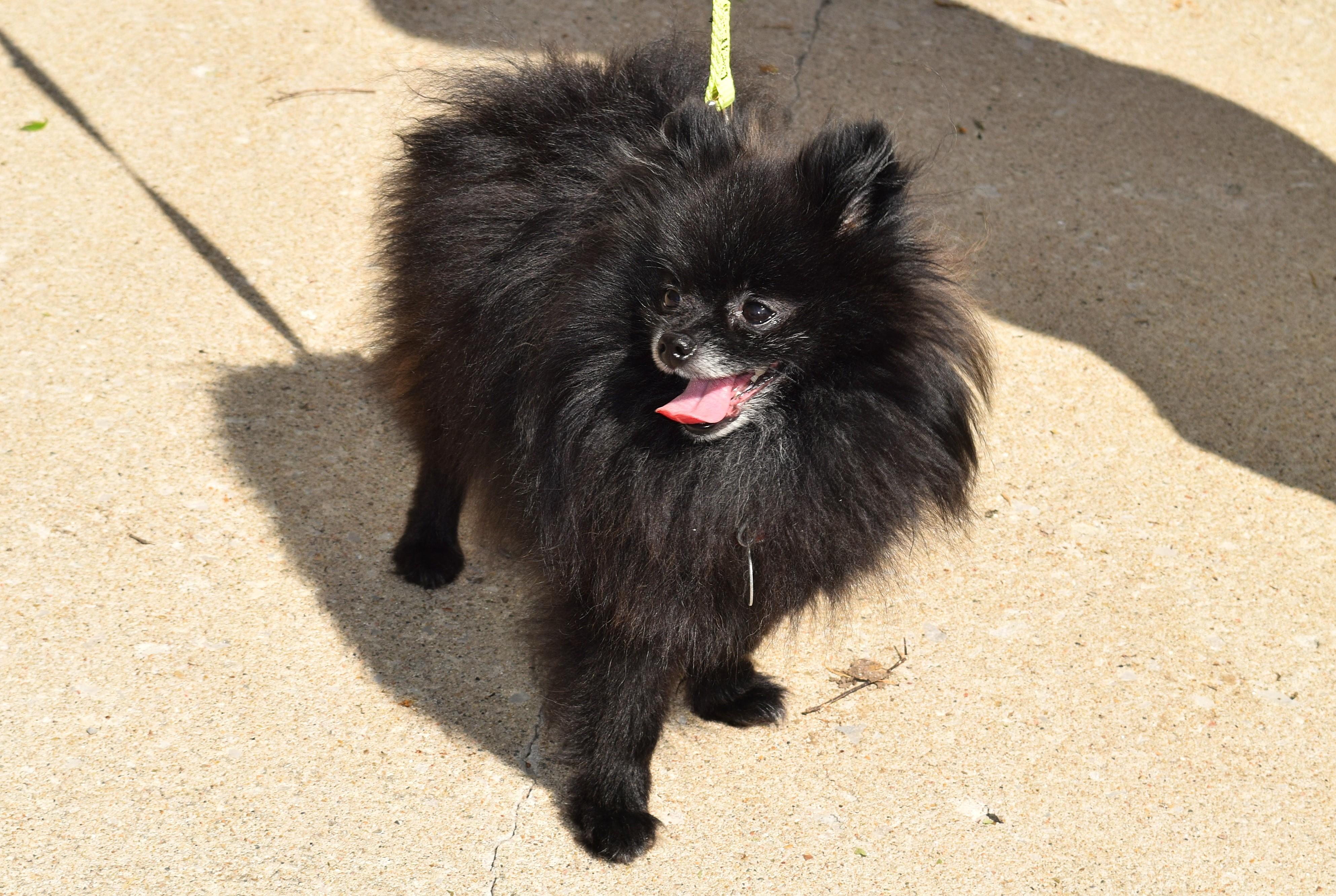 Enlarge Enzo, an adopted Pomeranian in Parkville, MO image 4/6