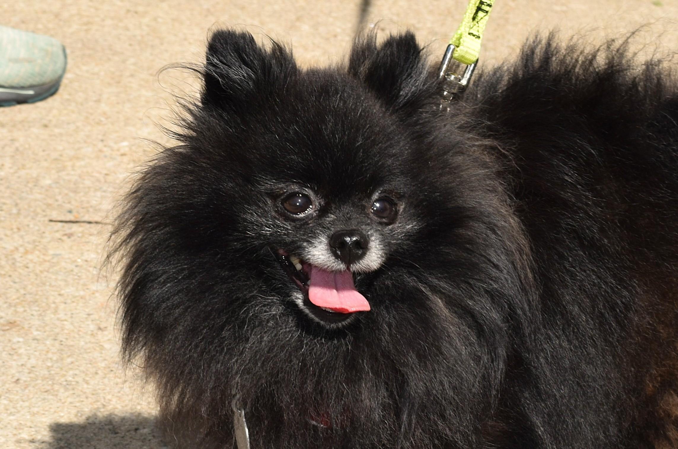 Enlarge Enzo, an adopted Pomeranian in Parkville, MO image 6/6