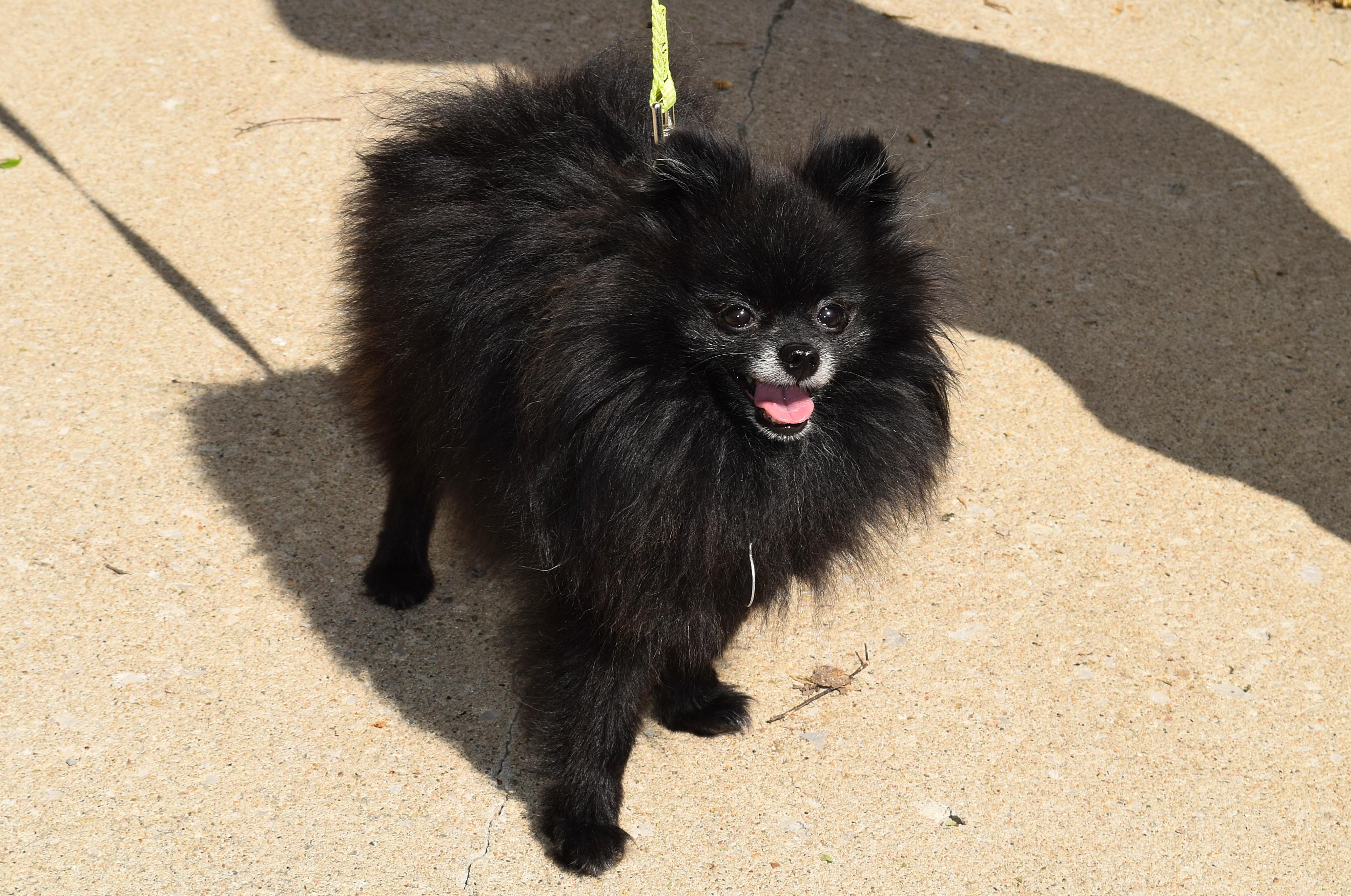 Enlarge Enzo, an adopted Pomeranian in Parkville, MO image 1/6