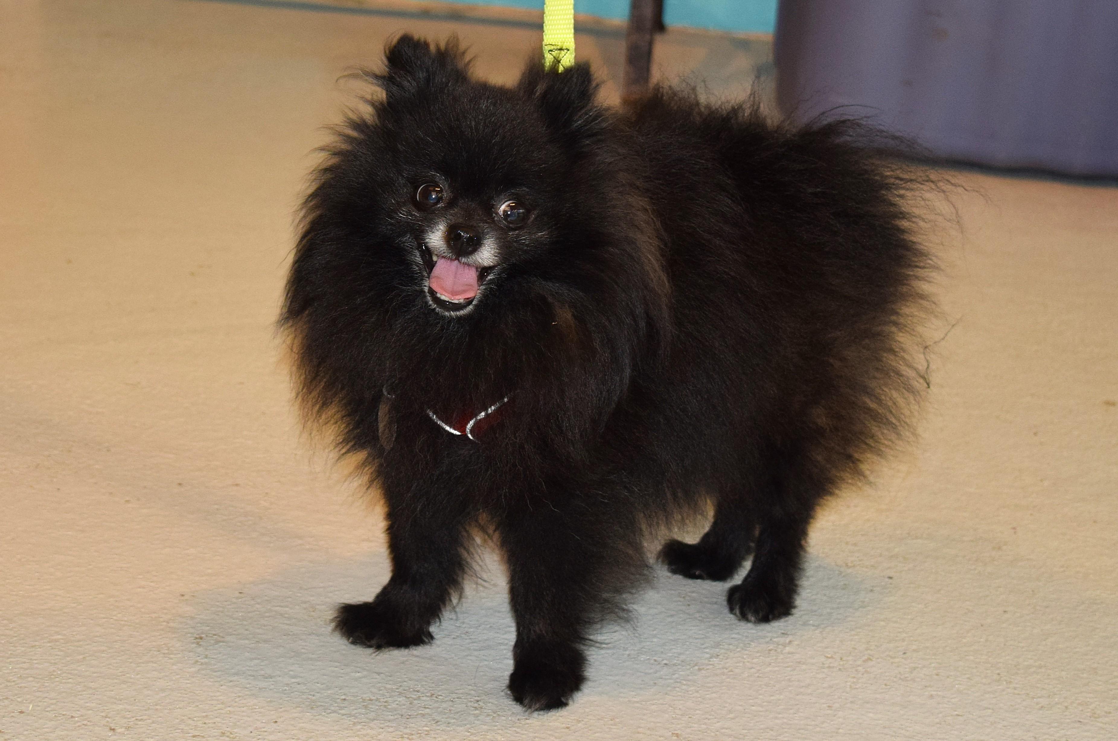 Enlarge Enzo, an adopted Pomeranian in Parkville, MO image 5/6