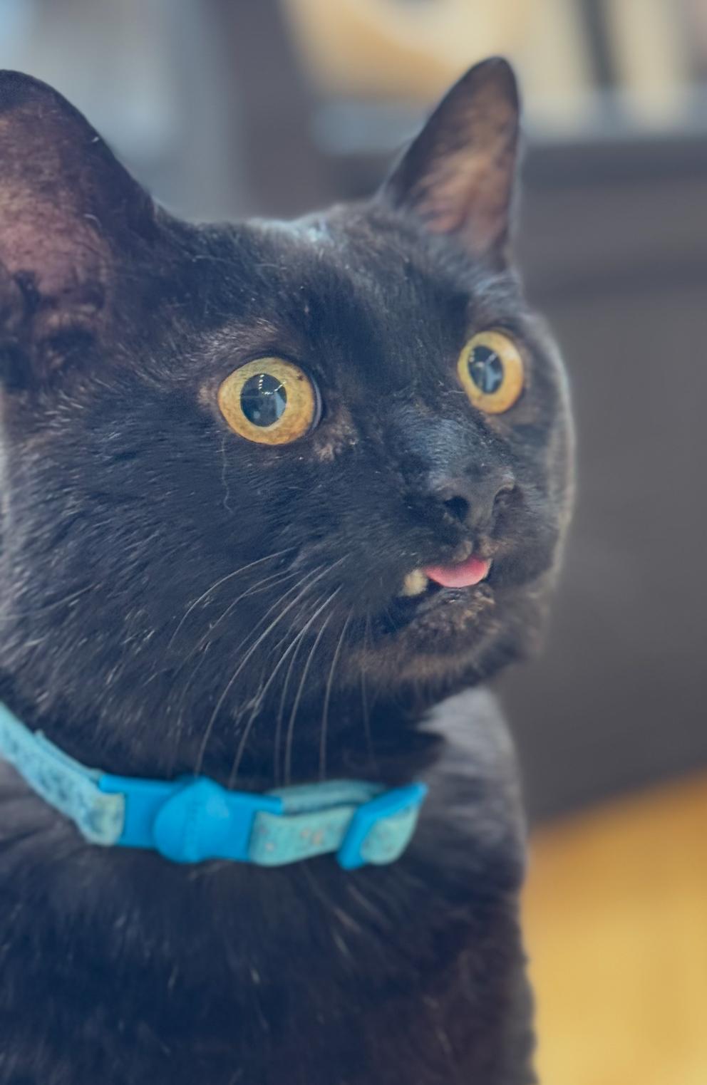 Drake, a ADOPTABLE Domestic Short Hair in New Haven, CT image 3/3