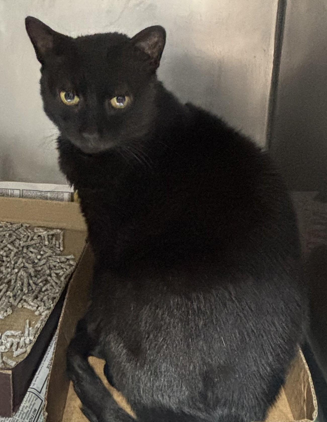 Drake, a ADOPTABLE Domestic Short Hair in New Haven, CT image 2/3