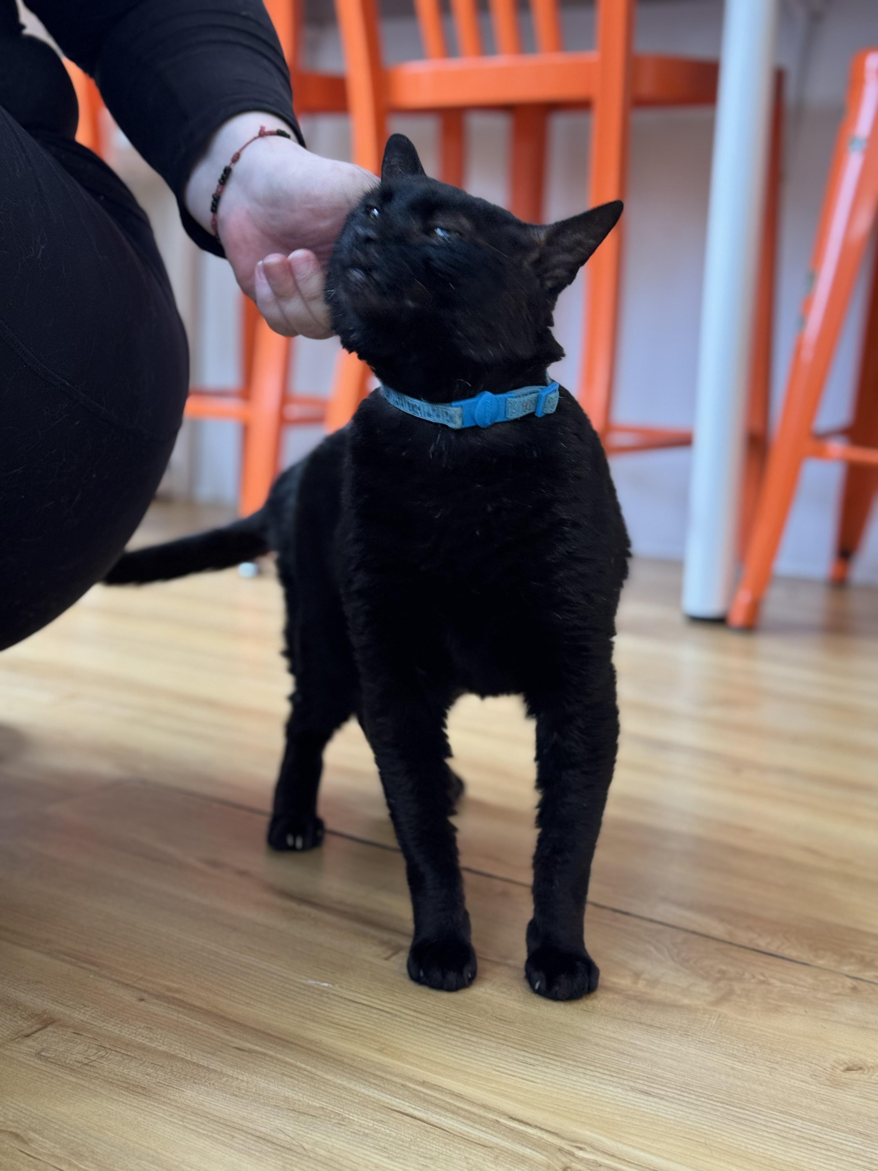 Drake, ADOPTABLE, Adult Male Domestic Short Hair.