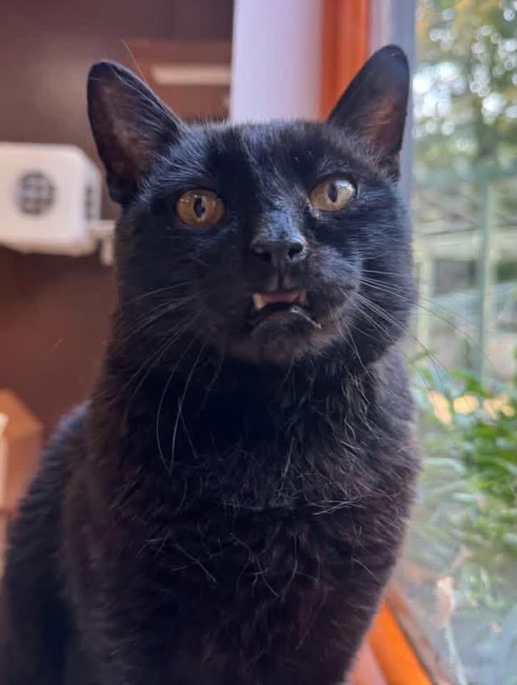 Drake, Adoptable, Adult Male Domestic Short Hair.