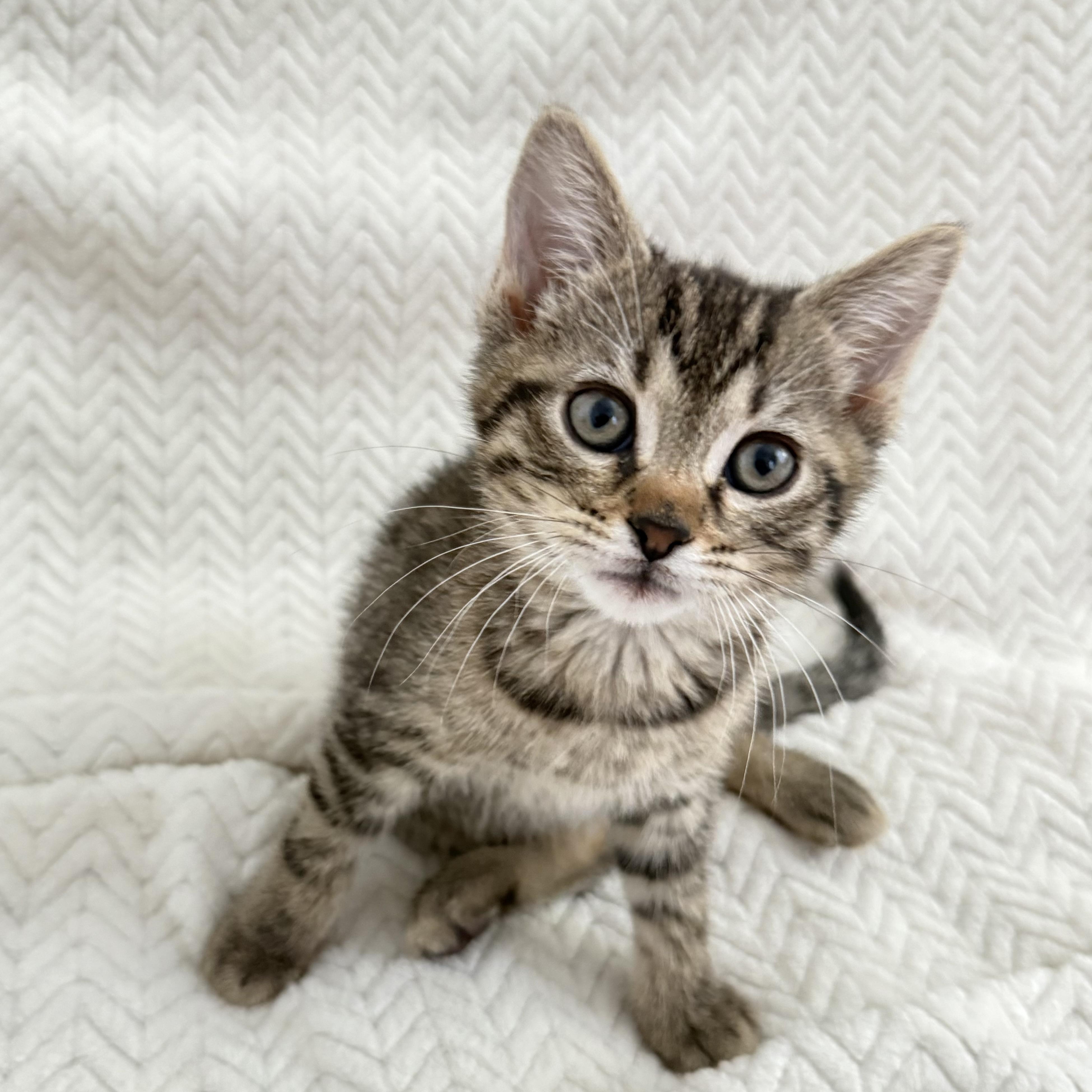 Cat for adoption - Papaya, a Domestic Short Hair in
