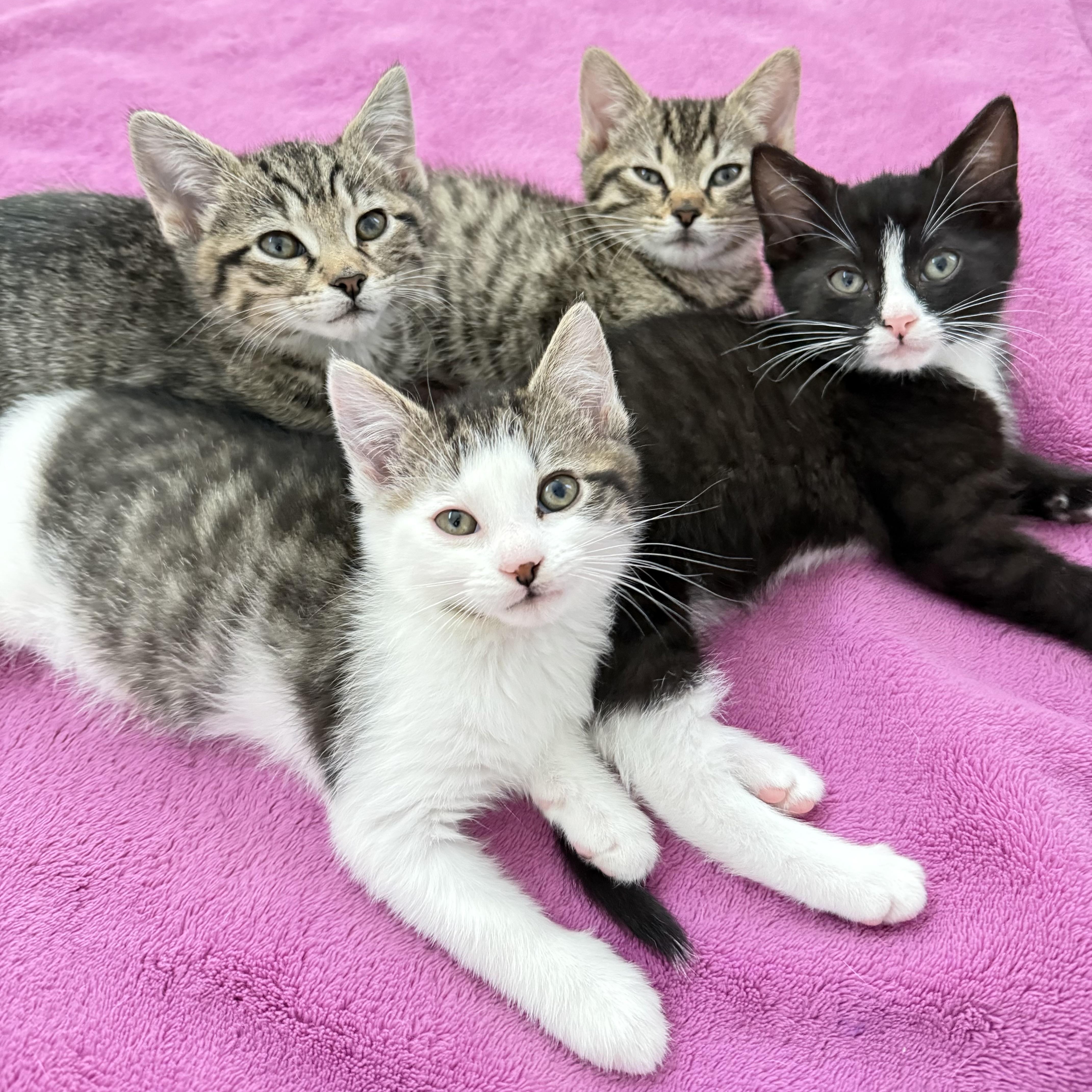 Cat for adoption - Papaya, a Domestic Short Hair in