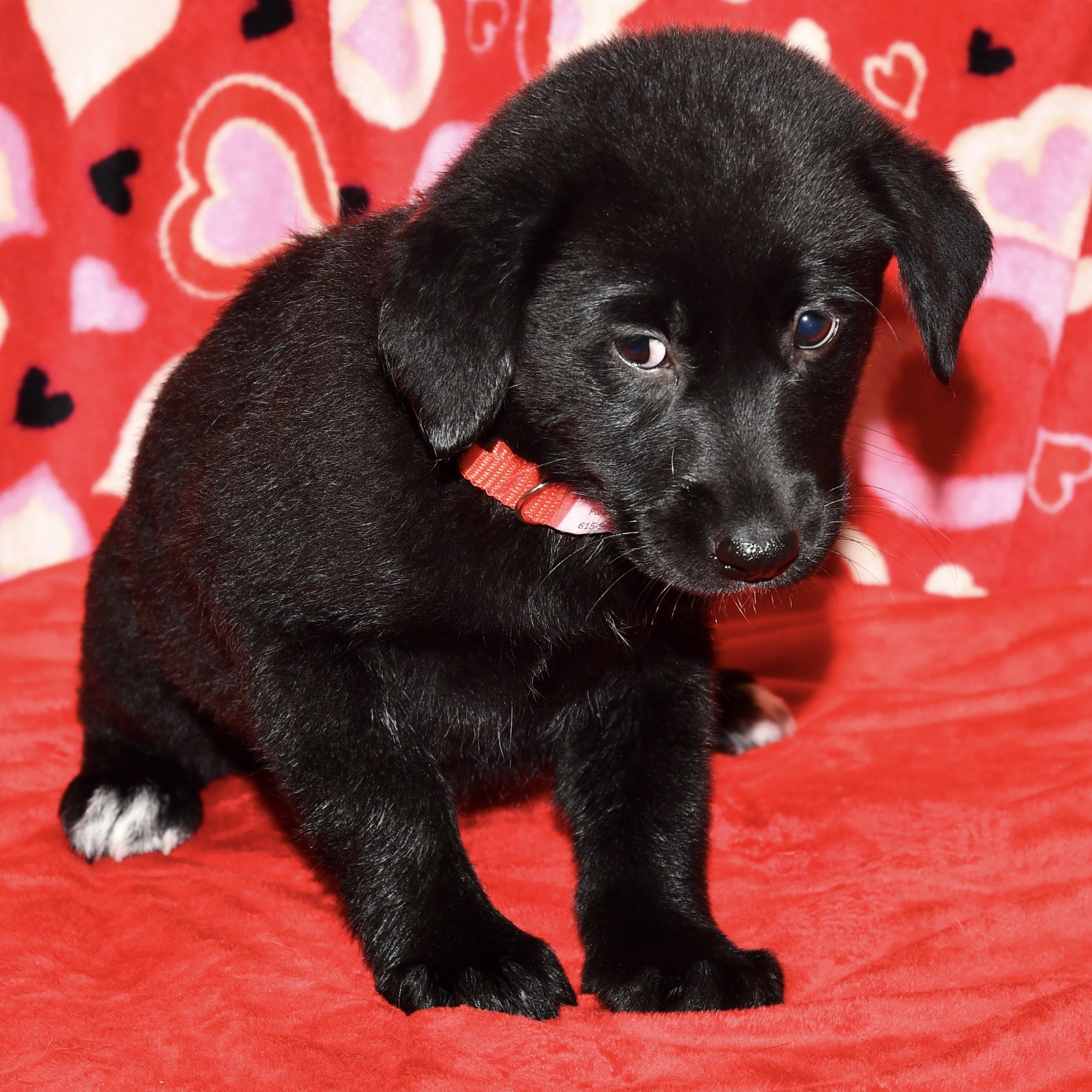 Enlarge Maple, an adopted mixed breed in Libertyville, IL image 2/3