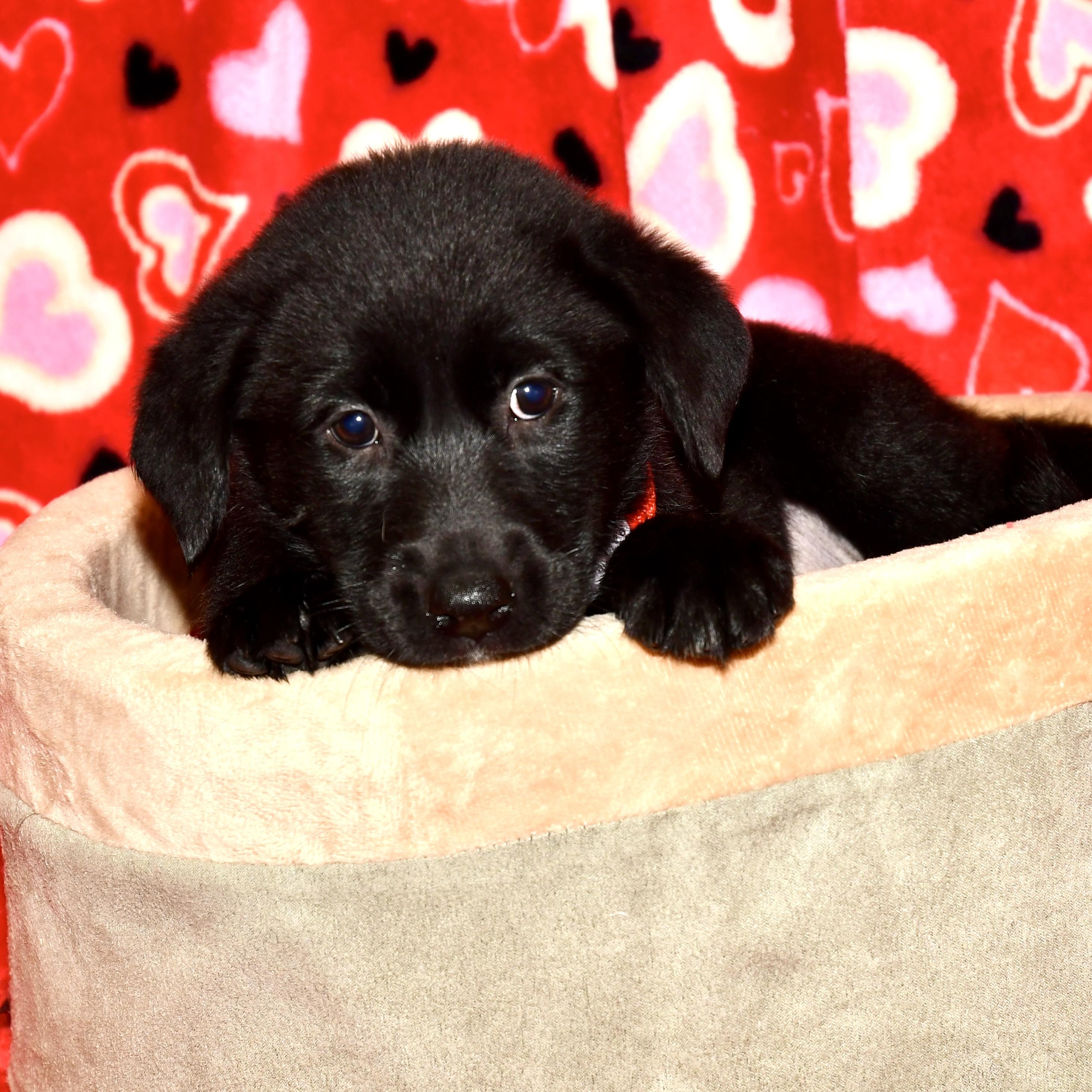 Enlarge Maple, an adopted mixed breed in Libertyville, IL image 3/3