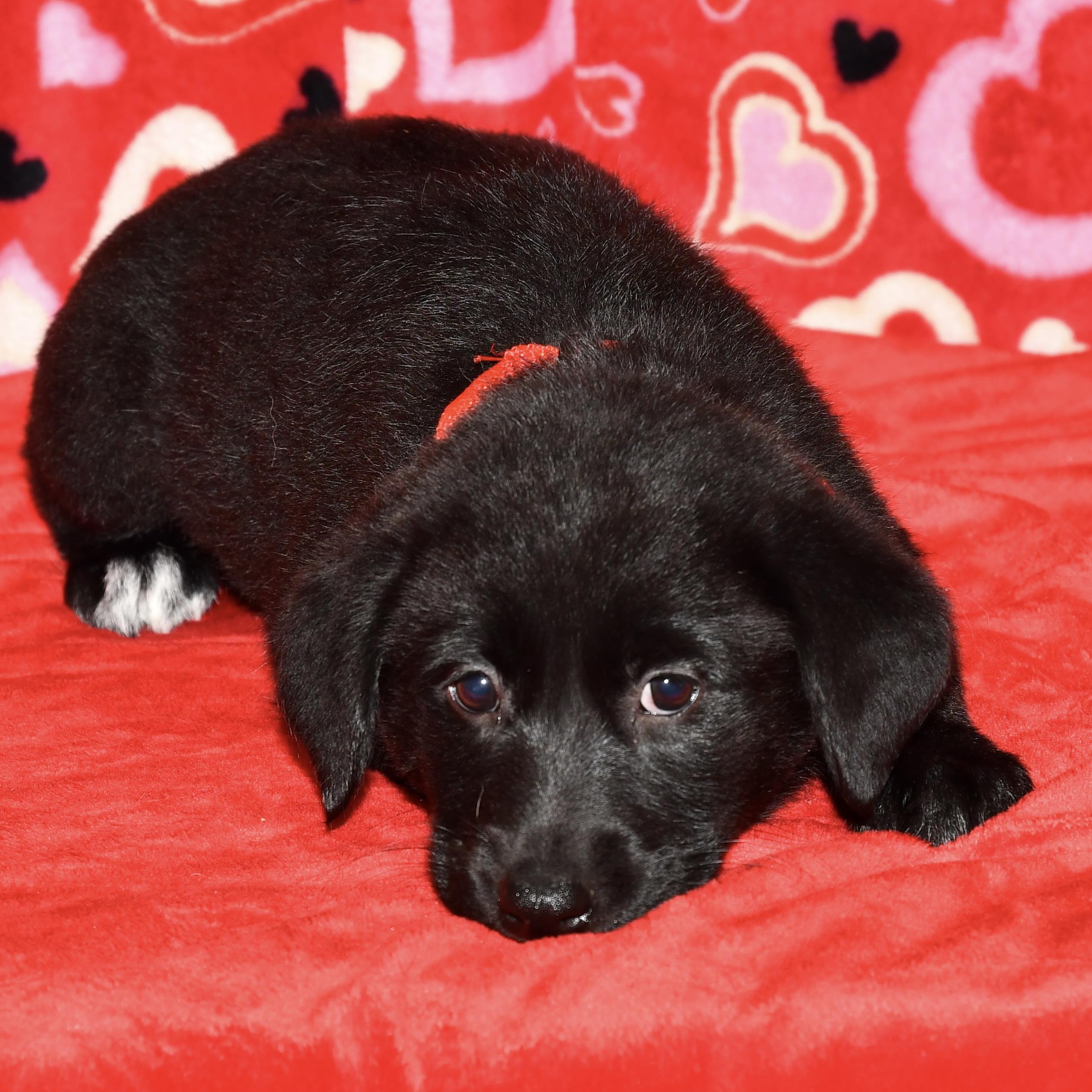 Enlarge Maple, an adopted mixed breed in Libertyville, IL image 1/3