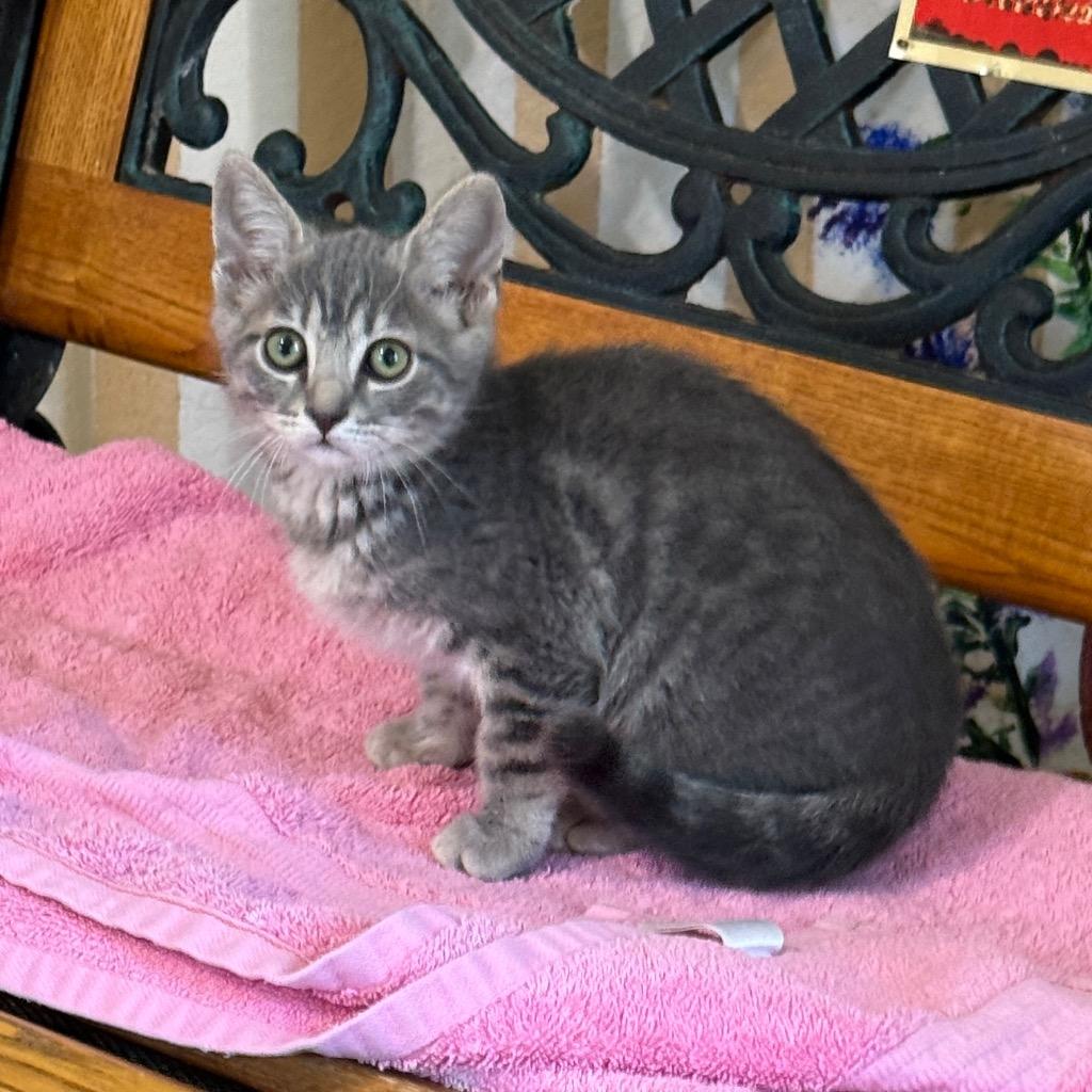 Sage 🌿, Adoptable, Kitten Female Domestic Short Hair.
