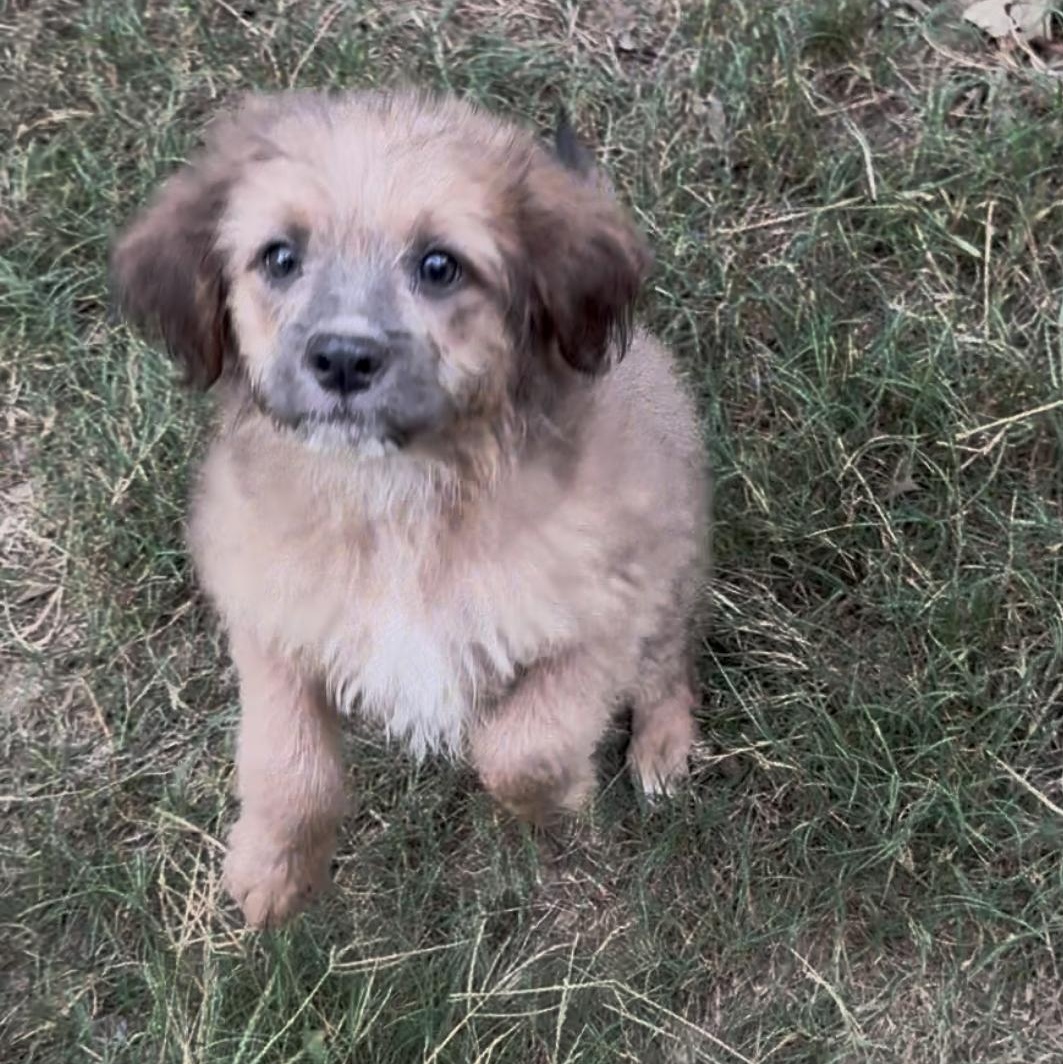Enlarge Brioche, a Adoptable mixed breed in New Rochelle, NY image 5/6