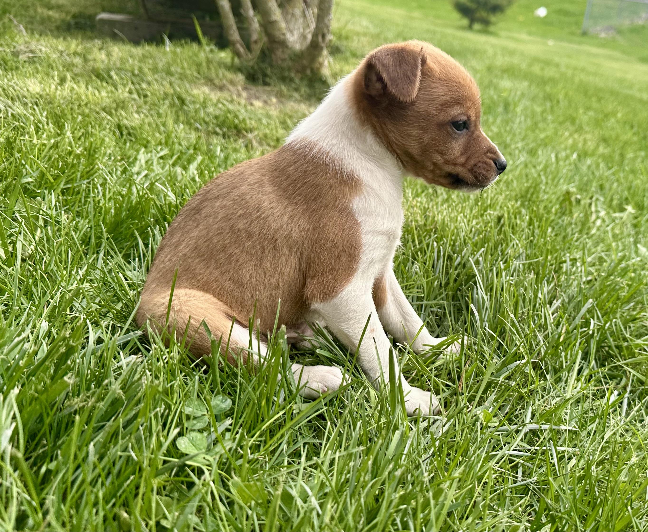 Enlarge Pinto bean and his brothers , a ADOPTABLE mixed breed in Armada, MI image 3/4