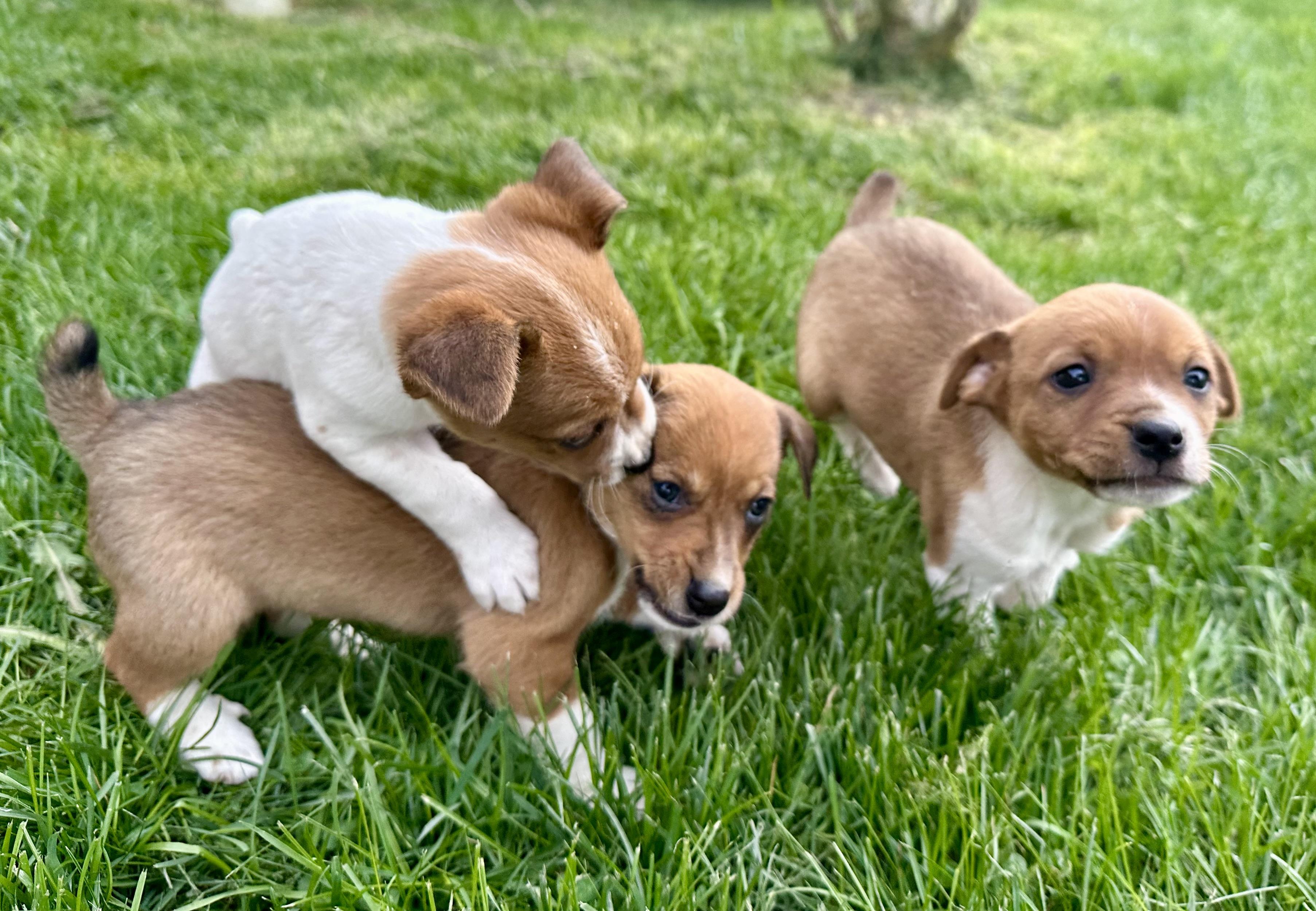 Enlarge Pinto bean and his brothers , a ADOPTABLE mixed breed in Armada, MI image 4/4
