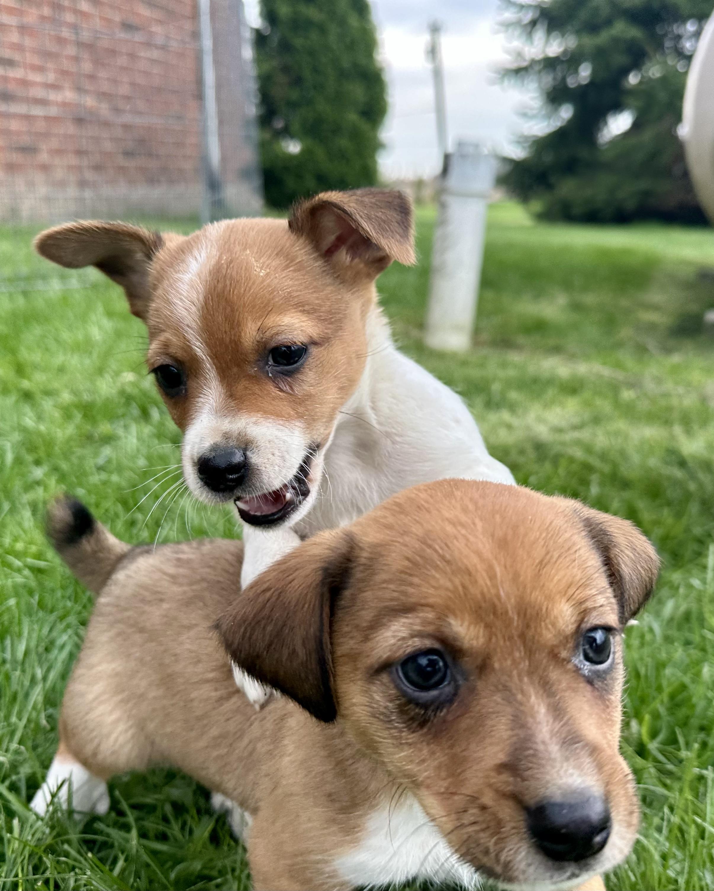Enlarge Pinto bean and his brothers , a ADOPTABLE mixed breed in Armada, MI image 2/4