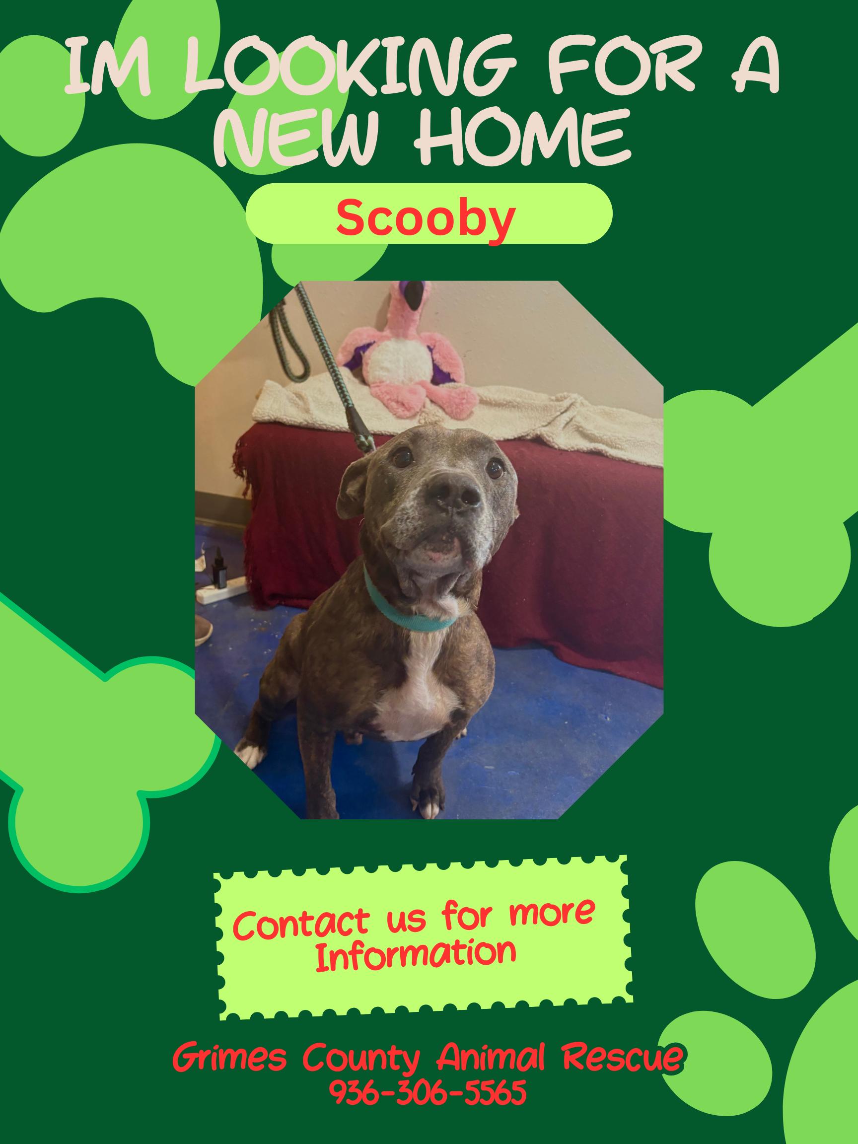 Enlarge Scooby, a ADOPTABLE Pit Bull Terrier in Anderson, TX image 1/1