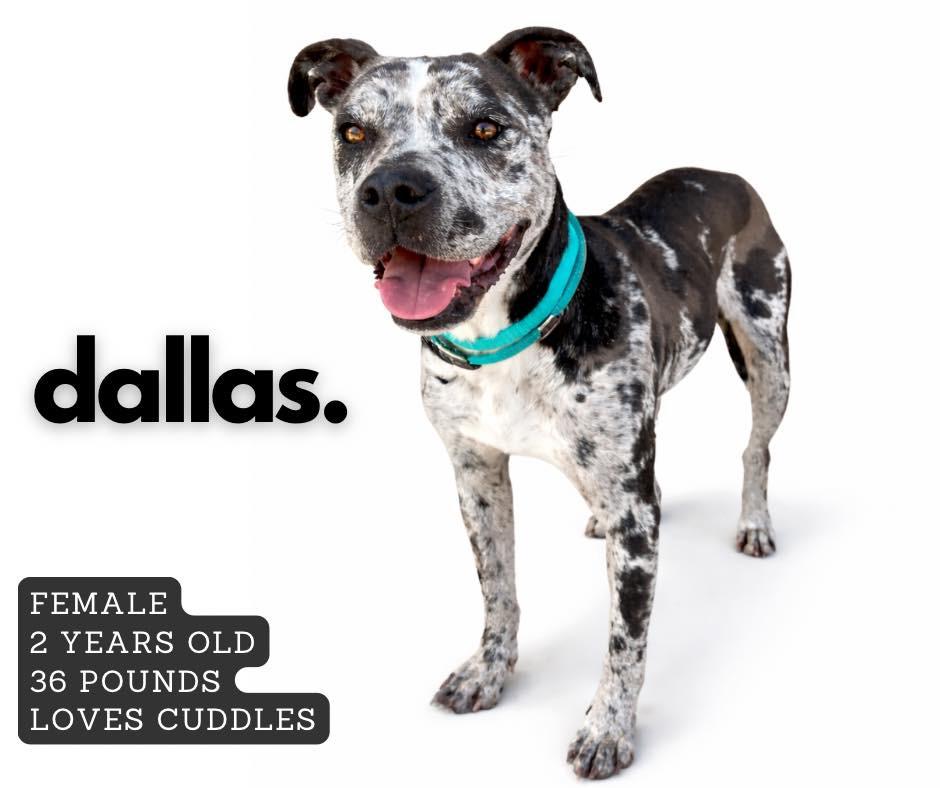 Dallas, Adoptable, Young Female Mixed Breed.