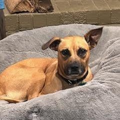 Zsa Zsa, a Adoptable mixed breed in Midlothian, VA image 2/6