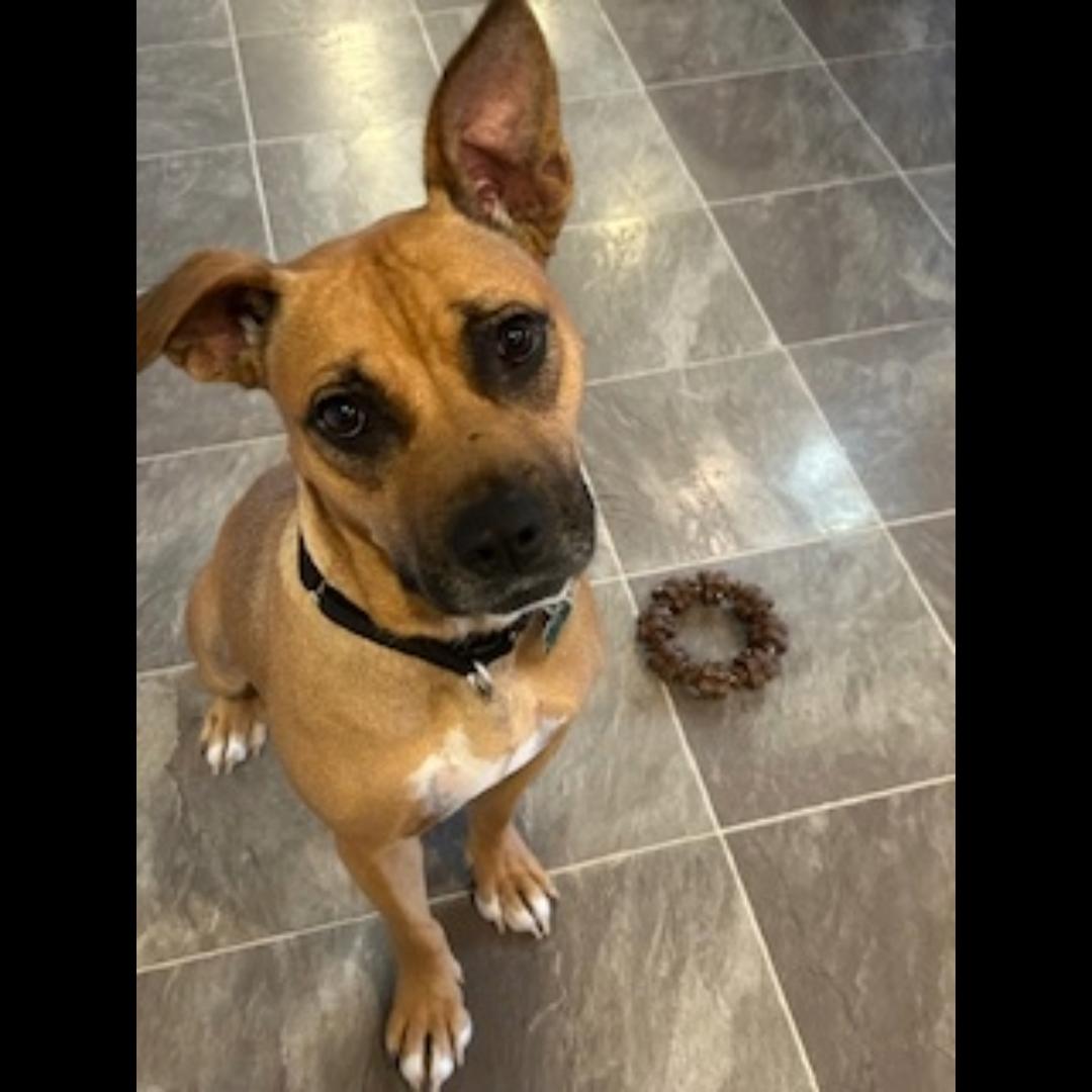 Zsa Zsa, Adoptable, Adult Female Black Mouth Cur & Boxer.