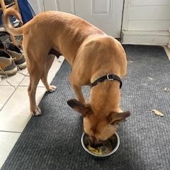 Zsa Zsa, a Adoptable mixed breed in Midlothian, VA image 4/6