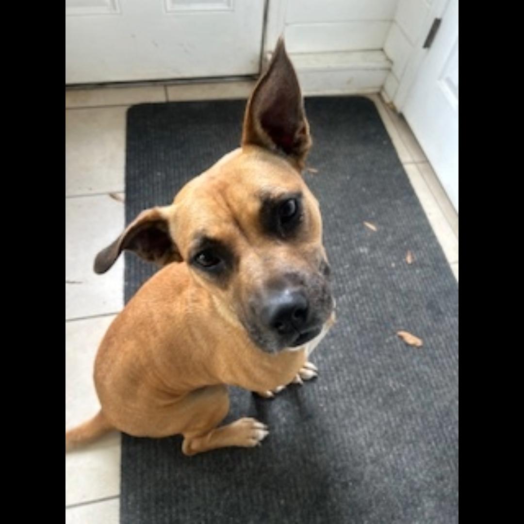 Zsa Zsa, a Adoptable mixed breed in Midlothian, VA image 3/6