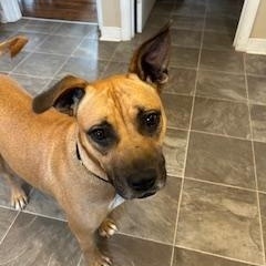 Zsa Zsa, a Adoptable mixed breed in Midlothian, VA image 5/6