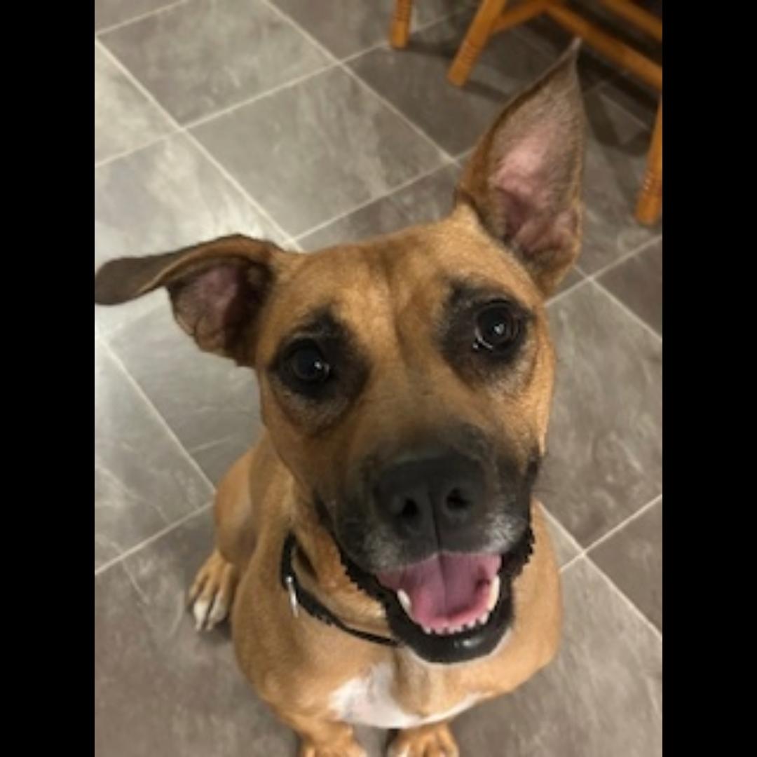 Zsa Zsa, a Adoptable mixed breed in Midlothian, VA image 6/6