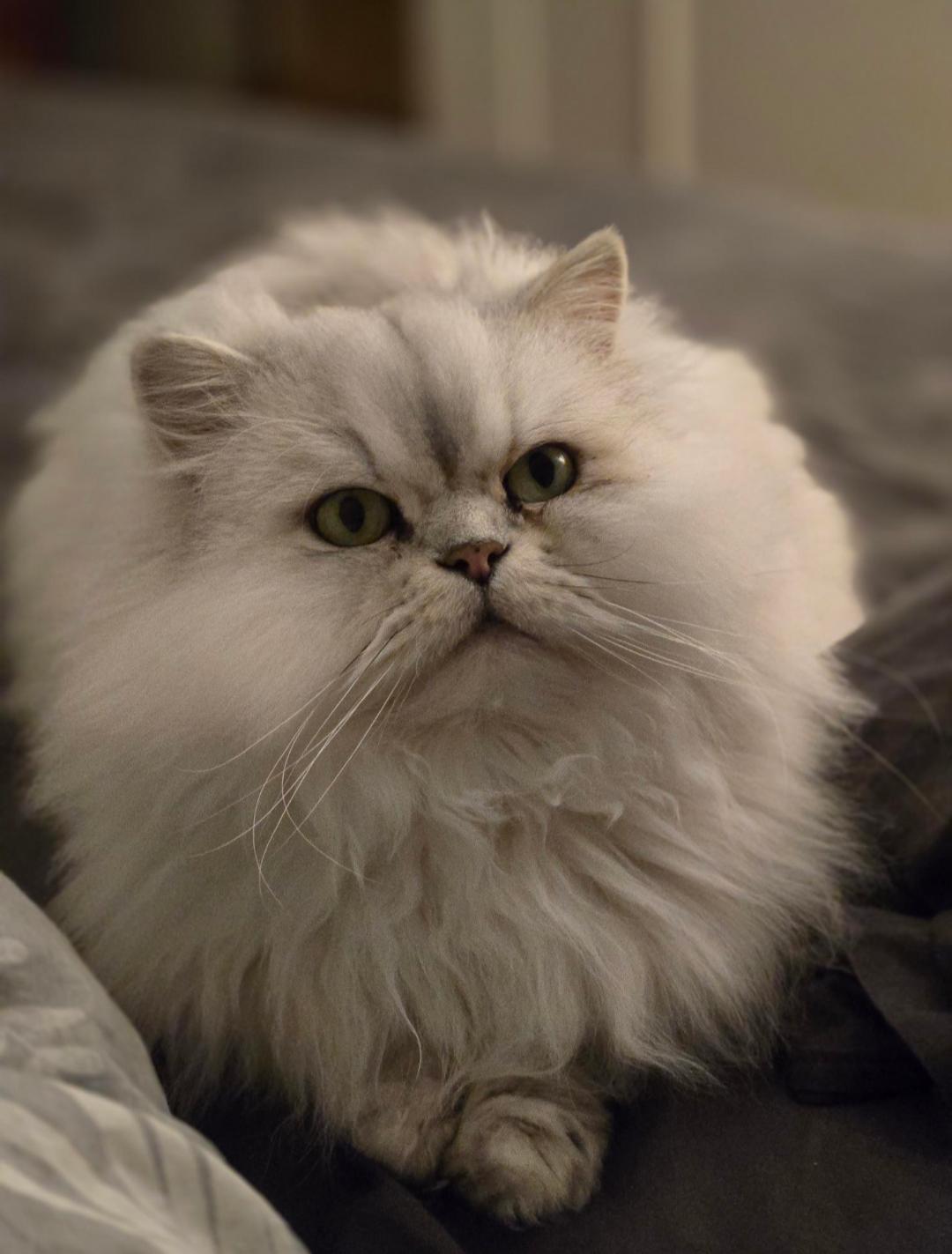 Enlarge Atchoum (FA/FF), a Adoptable Persian in Sainte-Angele-de-Monnoir, QC image 1/5