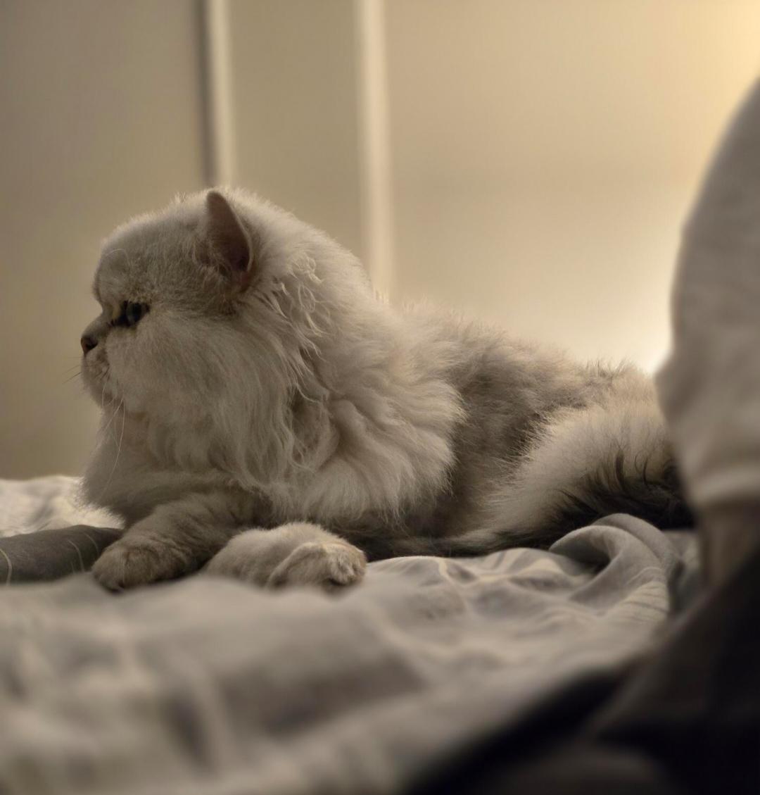 Enlarge Atchoum (FA/FF), a Adoptable Persian in Sainte-Angele-de-Monnoir, QC image 2/5