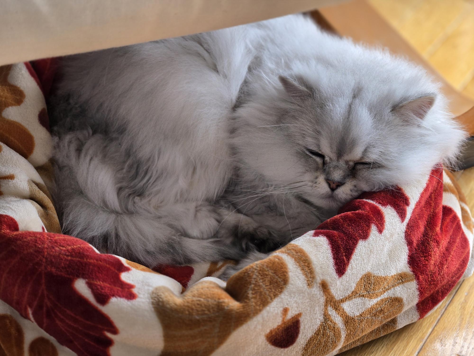Enlarge Atchoum (FA/FF), a Adoptable Persian in Sainte-Angele-de-Monnoir, QC image 4/5