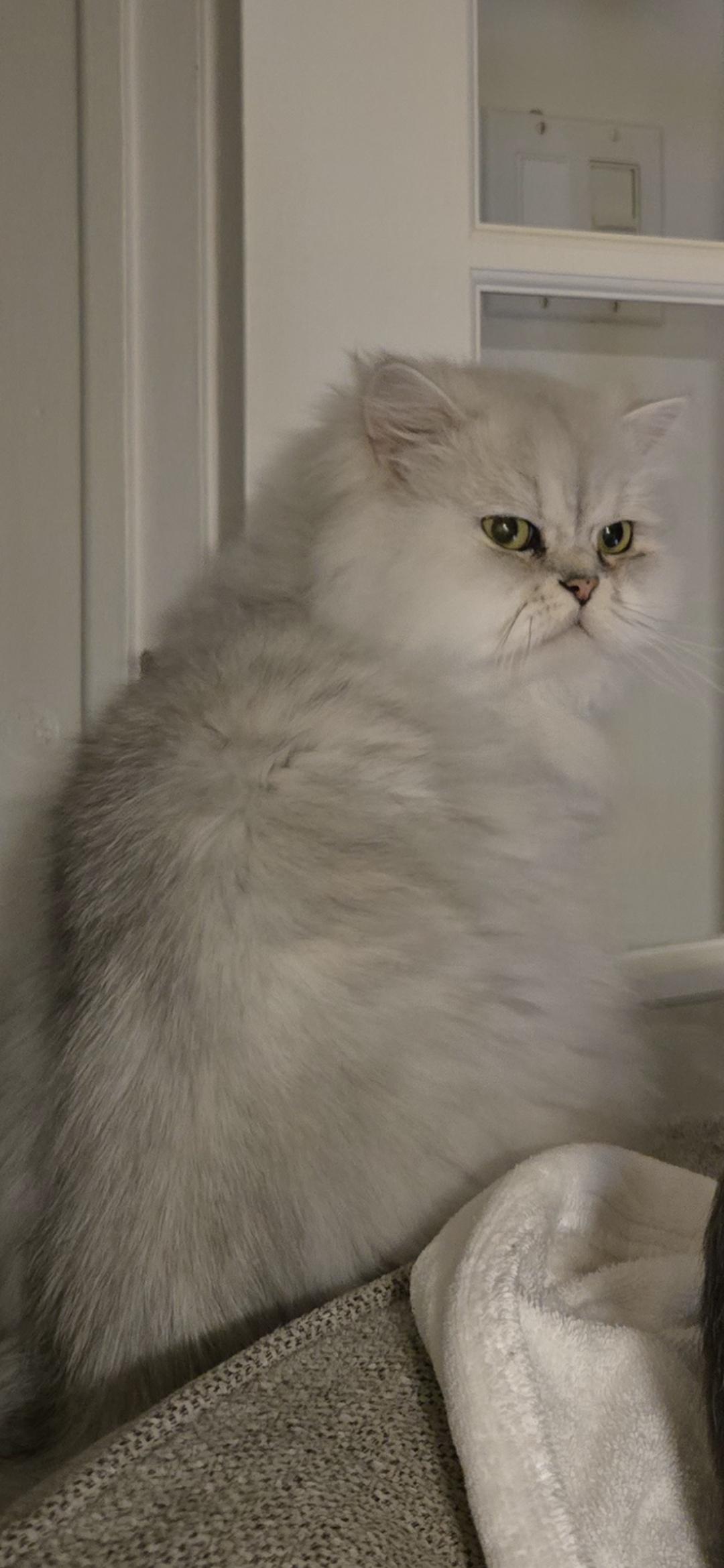 Enlarge Atchoum (FA/FF), a Adoptable Persian in Sainte-Angele-de-Monnoir, QC image 5/5