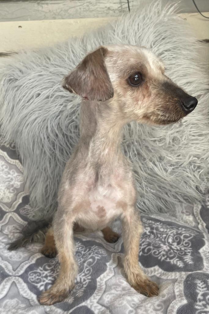 Enlarge Quasar, a Adoptable Yorkshire Terrier in Fort Worth, TX image 1/2