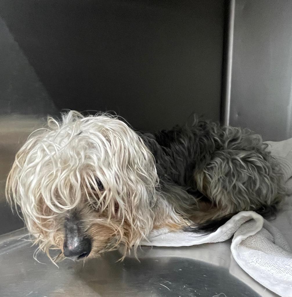 Enlarge Quasar, a Adoptable Yorkshire Terrier in Fort Worth, TX image 2/2